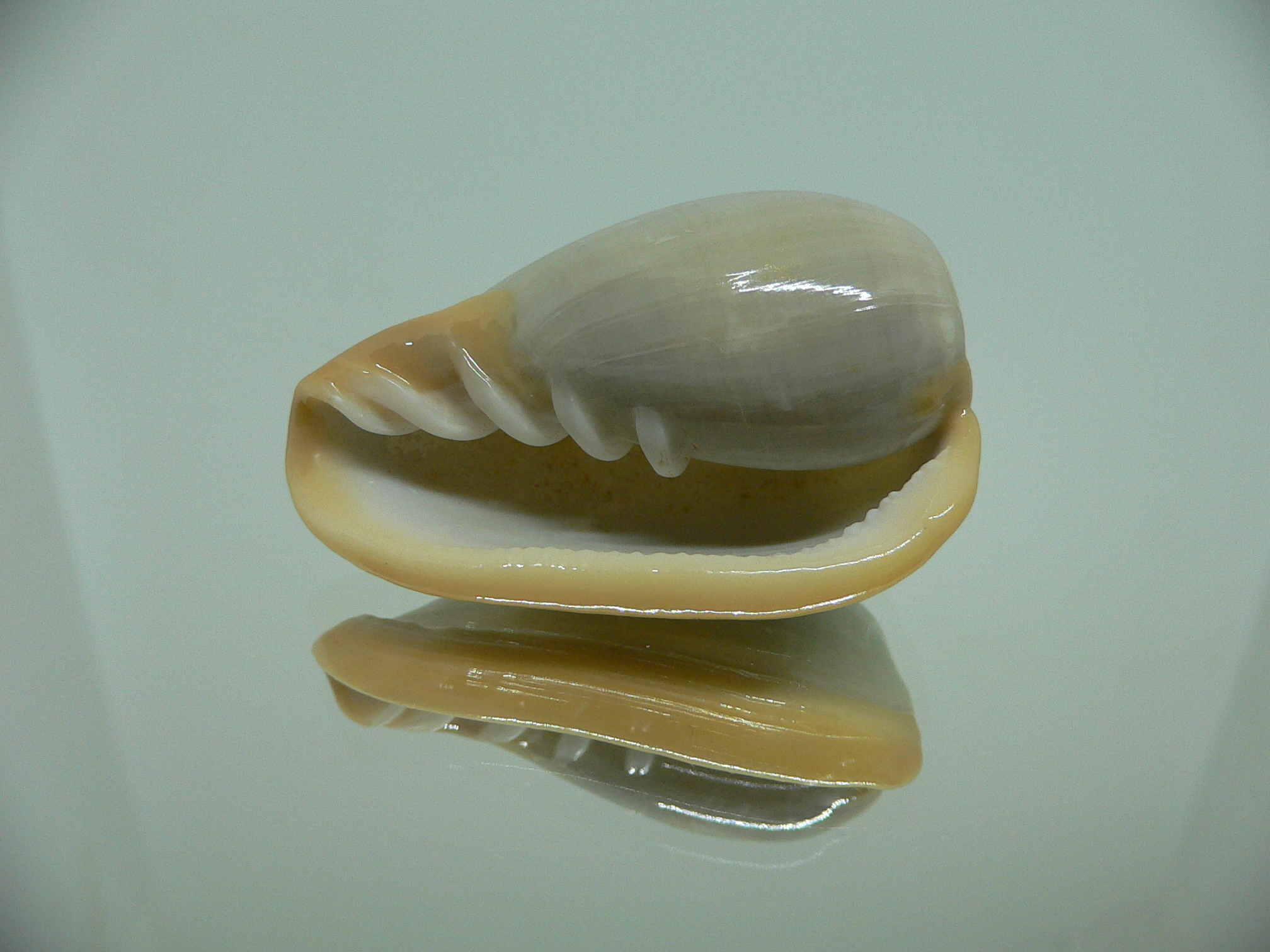 Cryptospira strigata strigata BIG