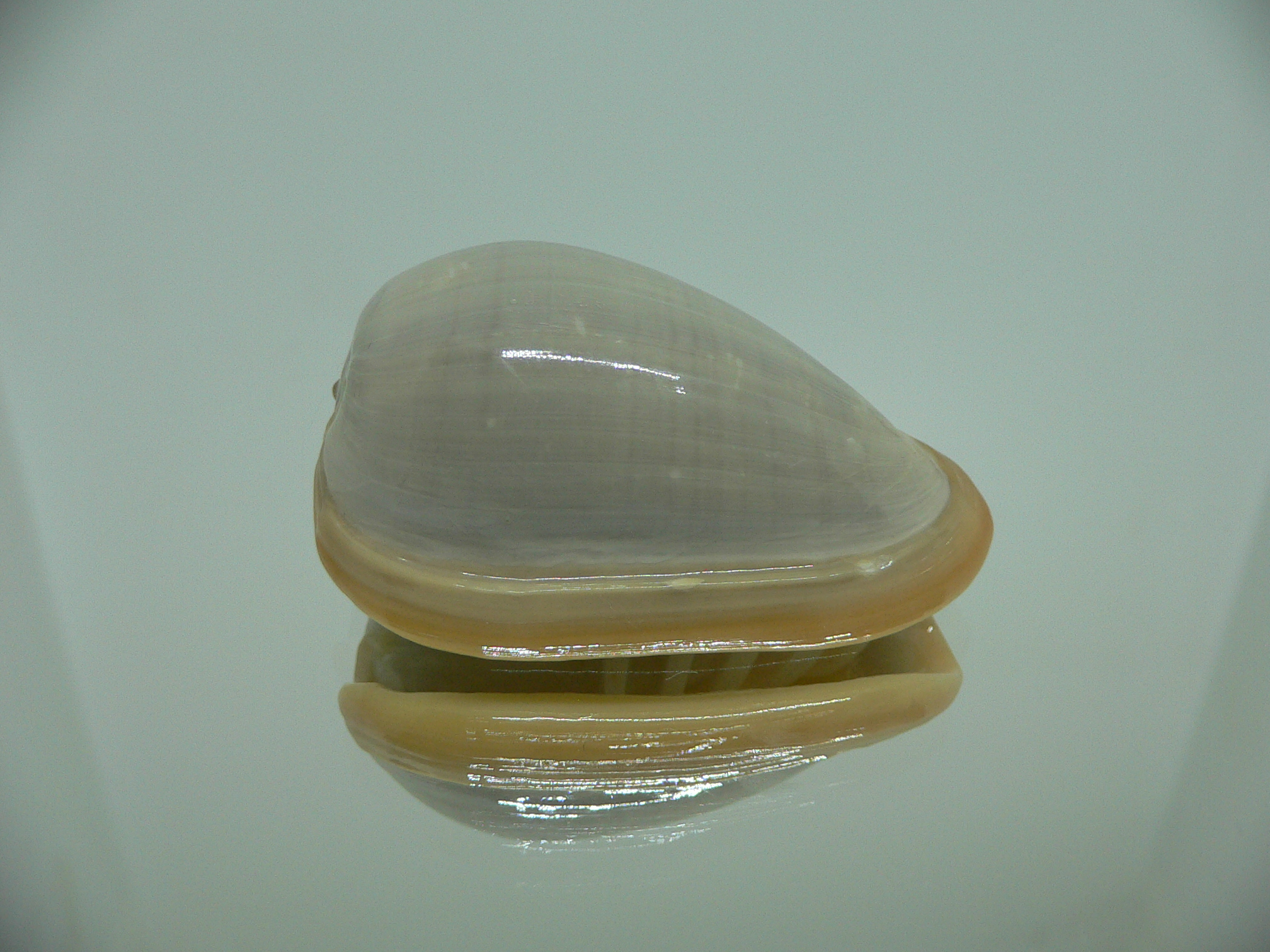 Cryptospira strigata strigata BIG