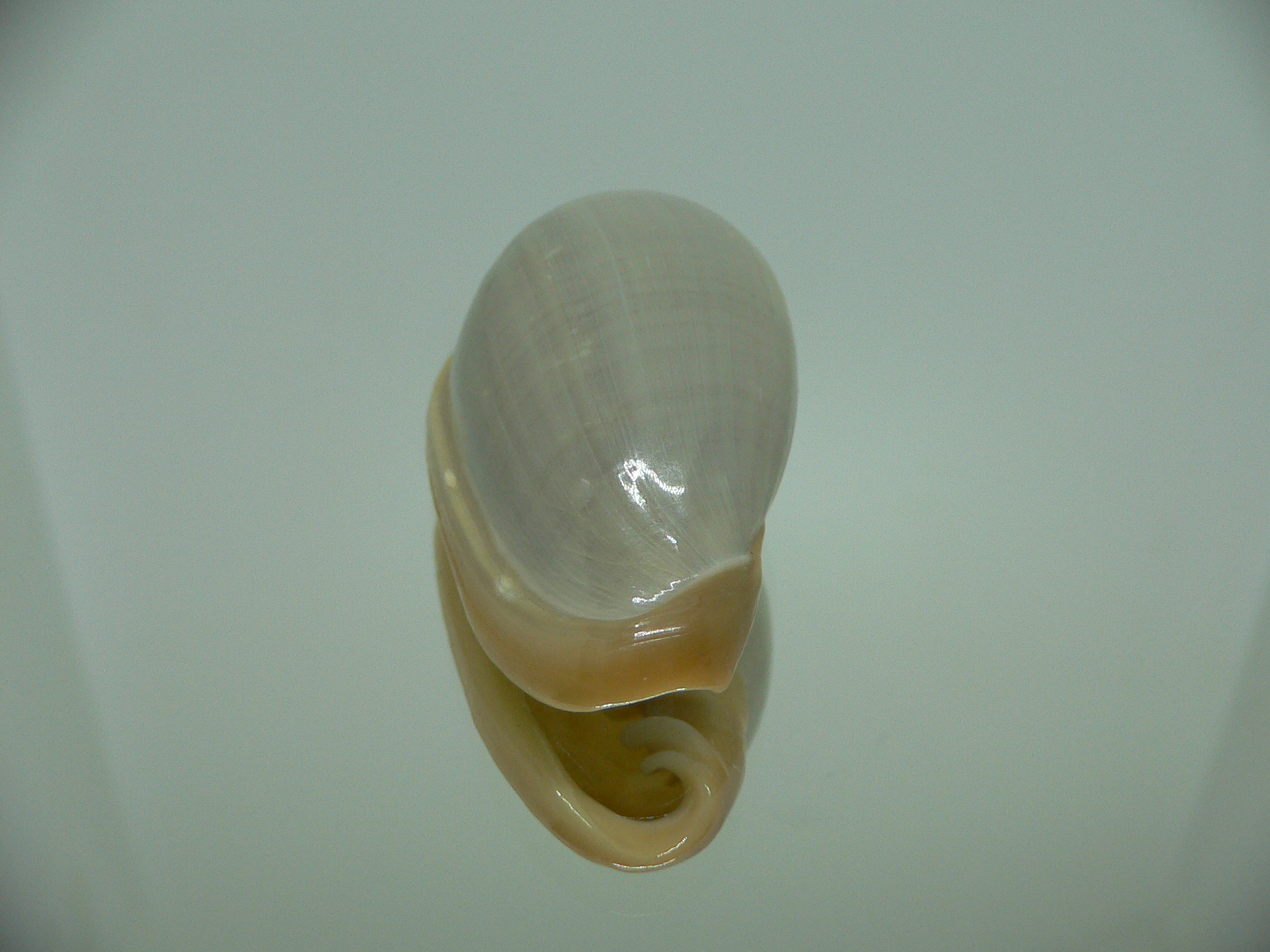 Cryptospira strigata strigata BIG