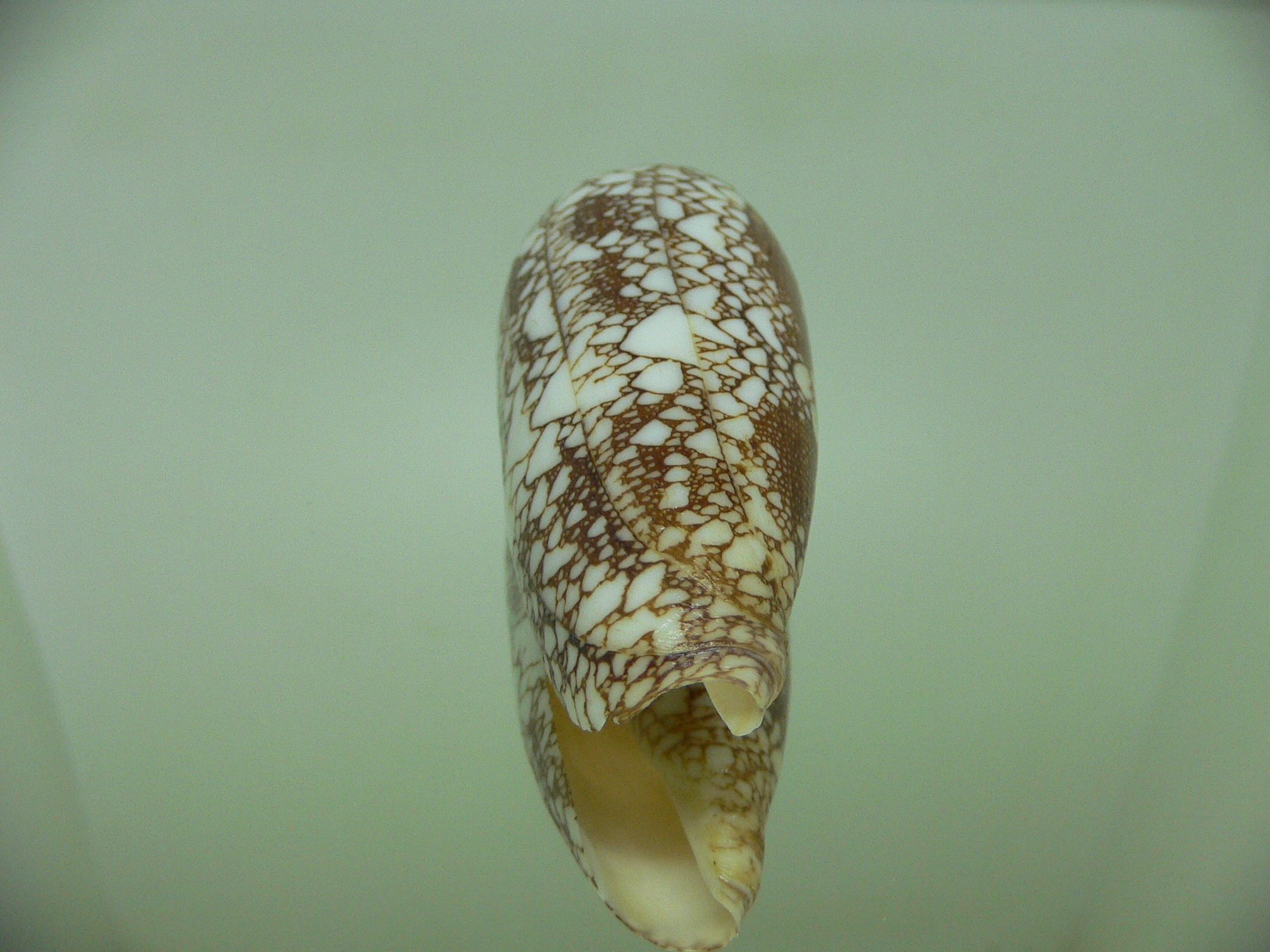 Conus omaria f. magoides VERY GOOD SIZE