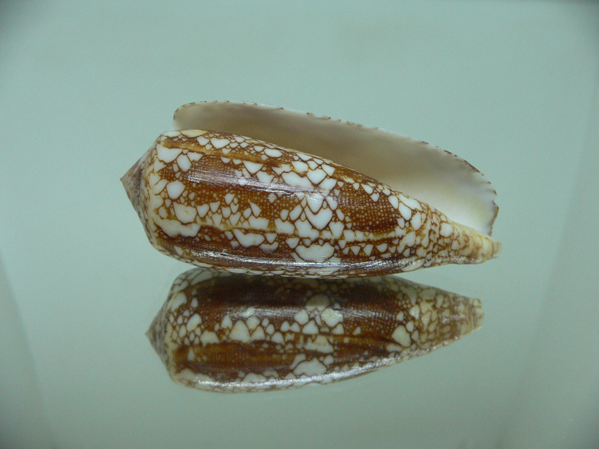 Conus omaria f. magoides VERY GOOD SIZE