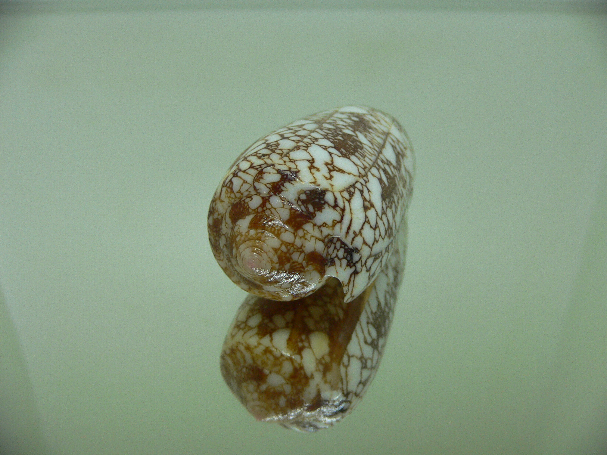 Conus omaria f. magoides VERY GOOD SIZE