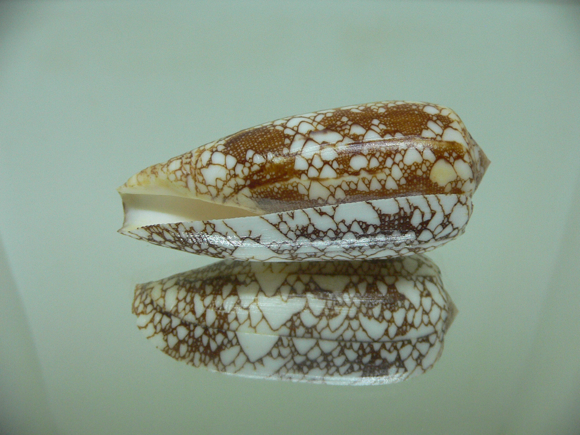 Conus omaria f. magoides VERY GOOD SIZE