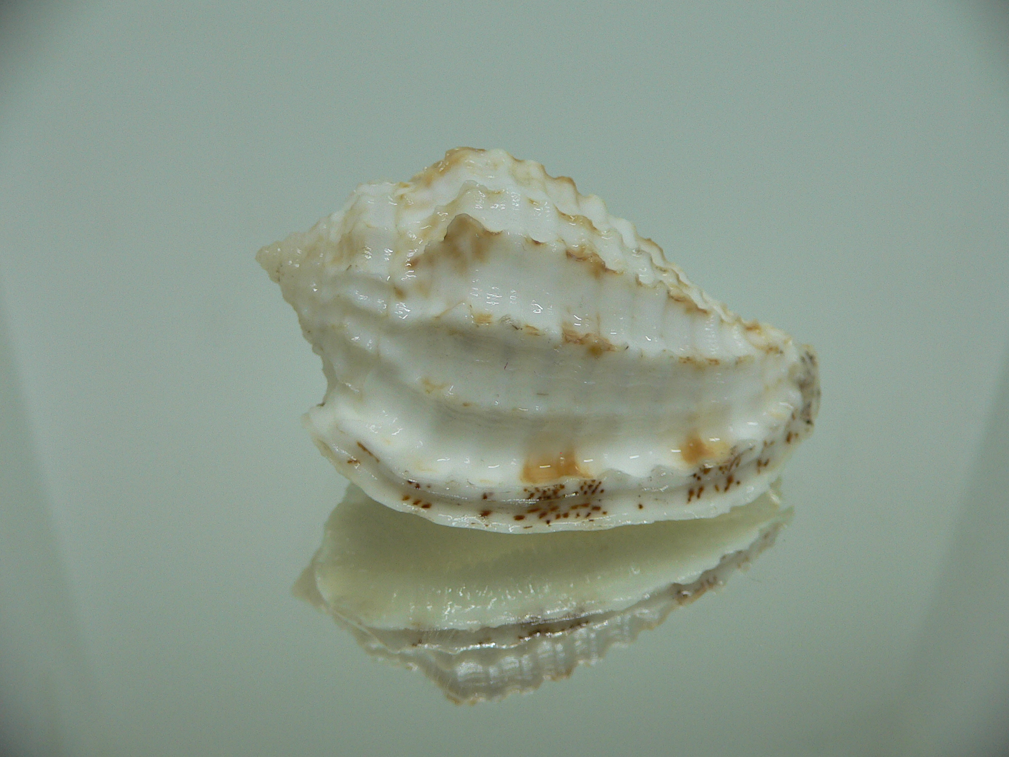 Morum ninomiyai RARE & VERY BIG