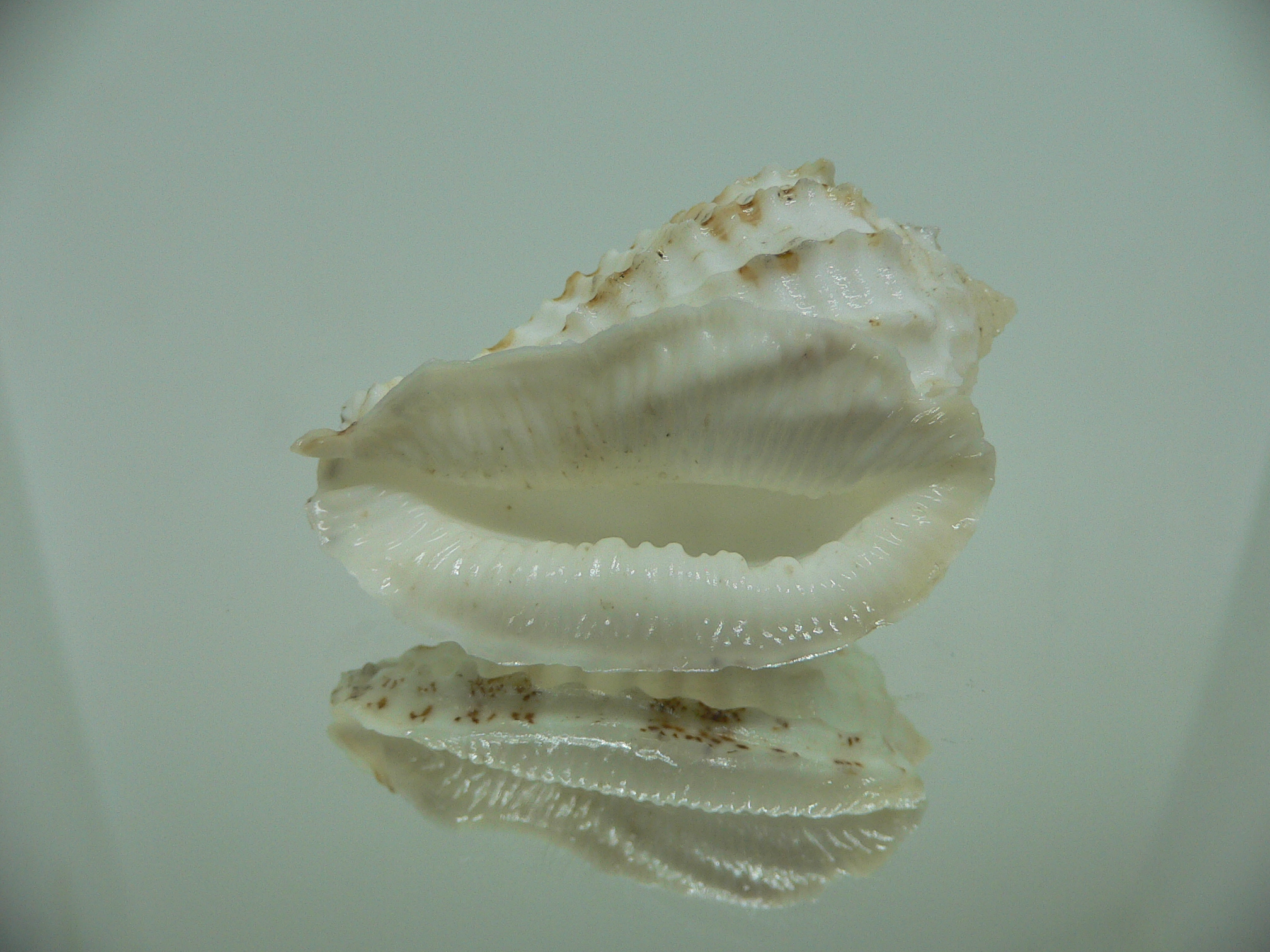 Morum ninomiyai RARE & VERY BIG