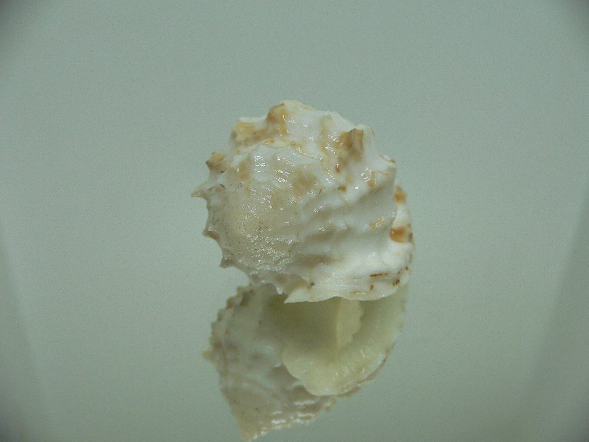 Morum ninomiyai RARE & VERY BIG