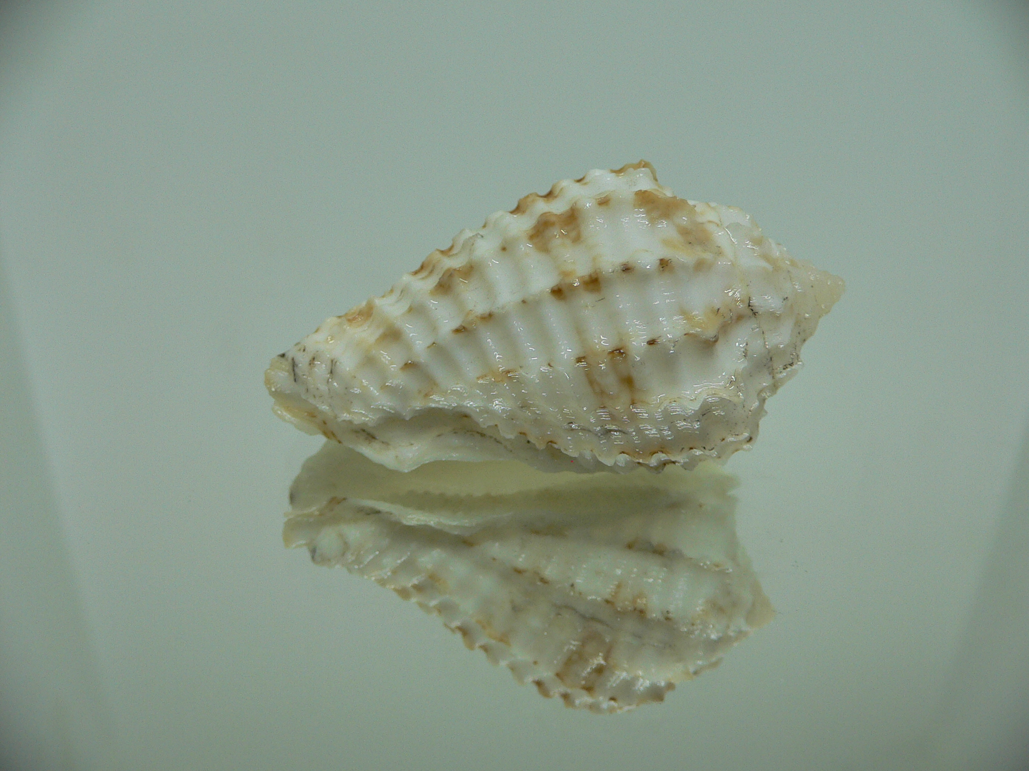 Morum ninomiyai RARE & VERY BIG