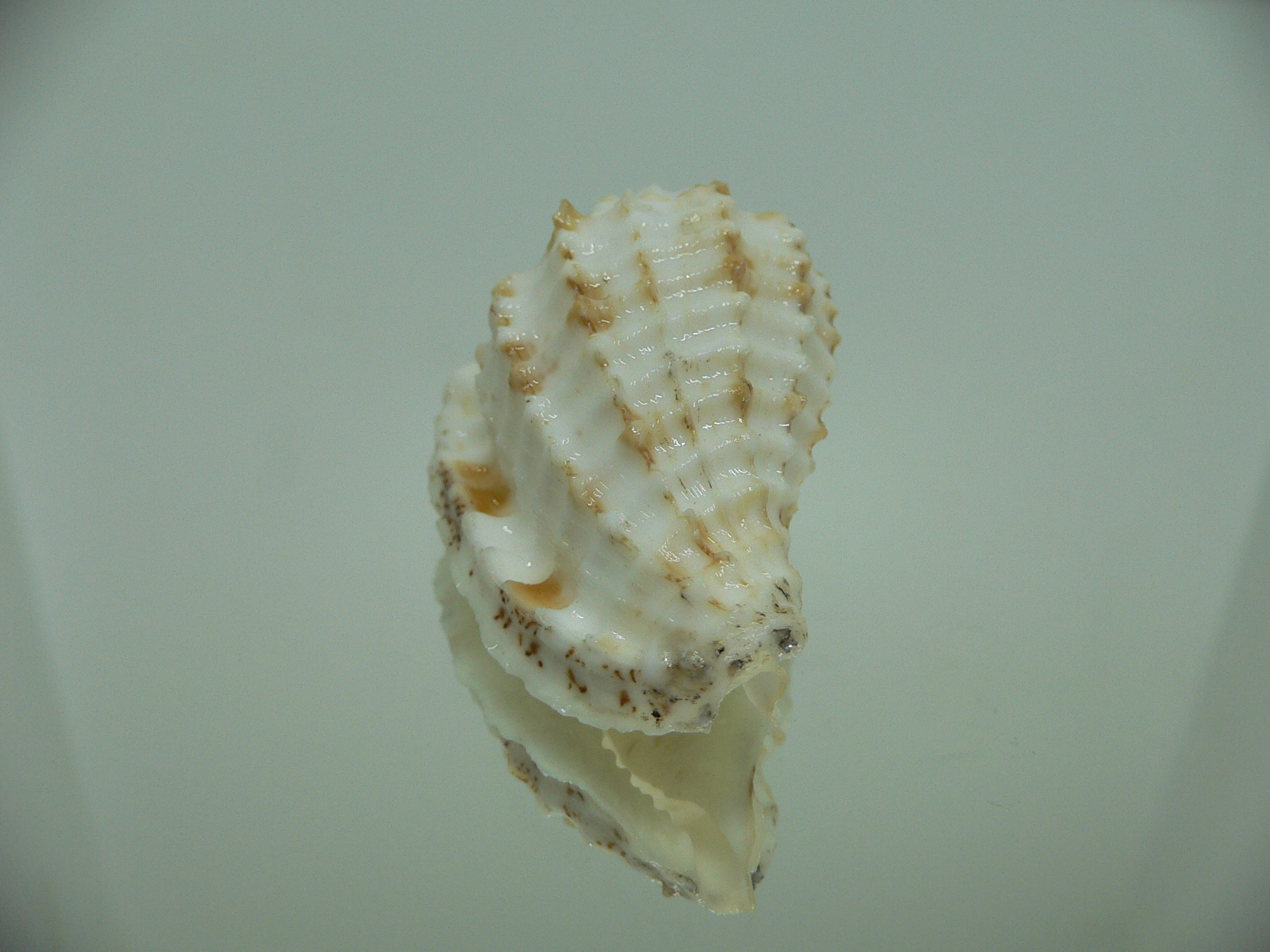 Morum ninomiyai RARE & VERY BIG