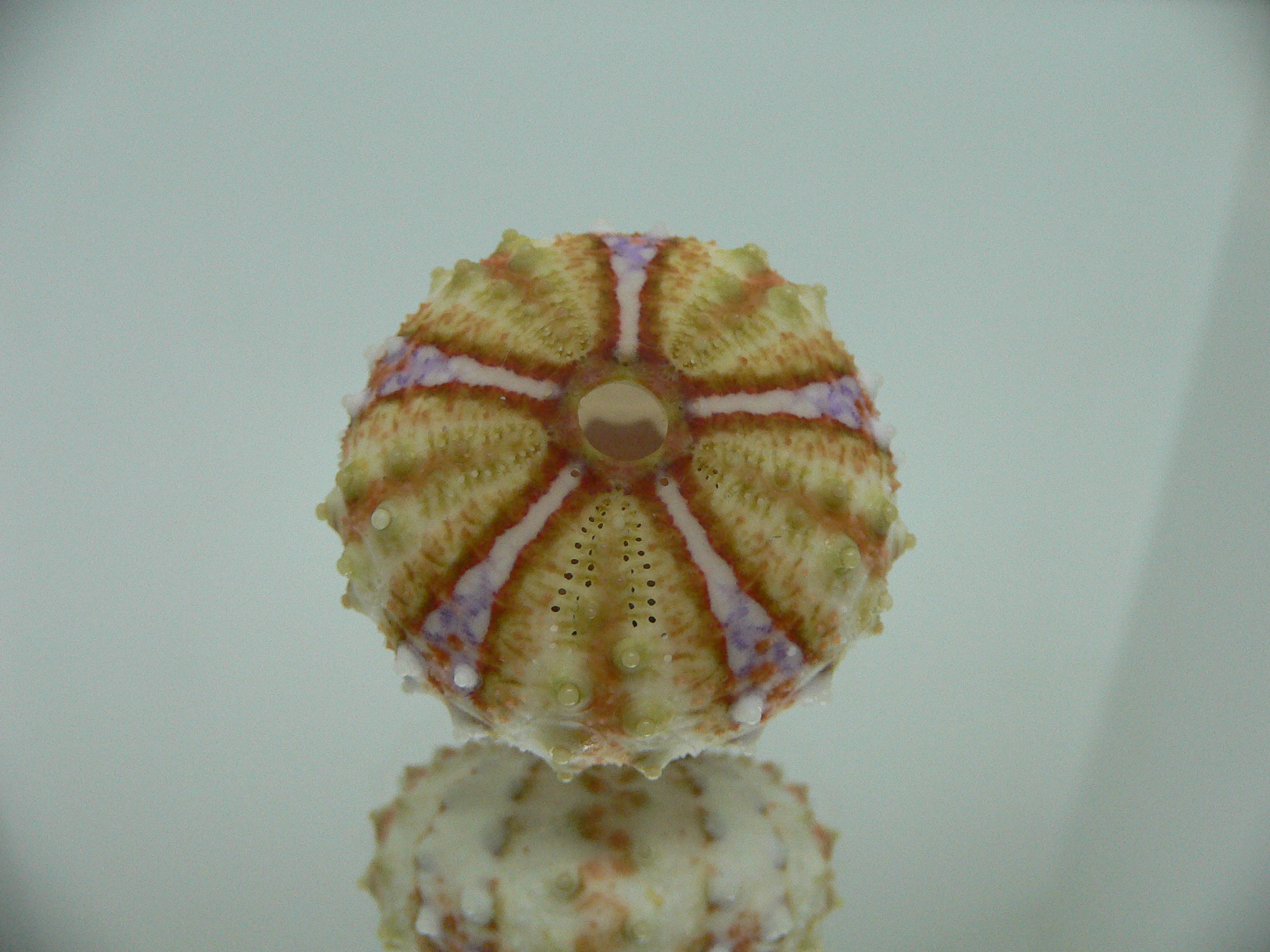 Coelopleurus maculatus COLOR