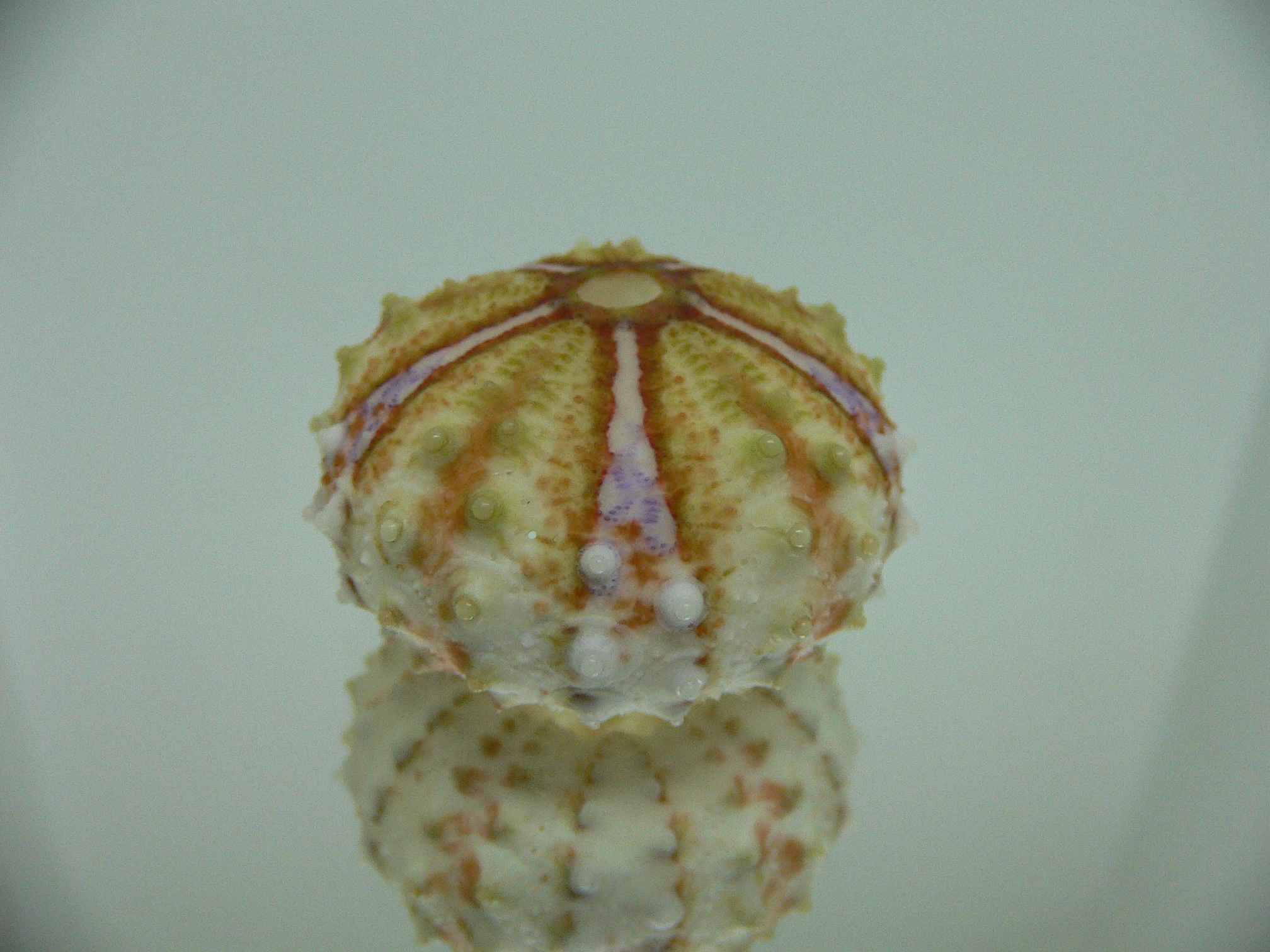 Coelopleurus maculatus COLOR