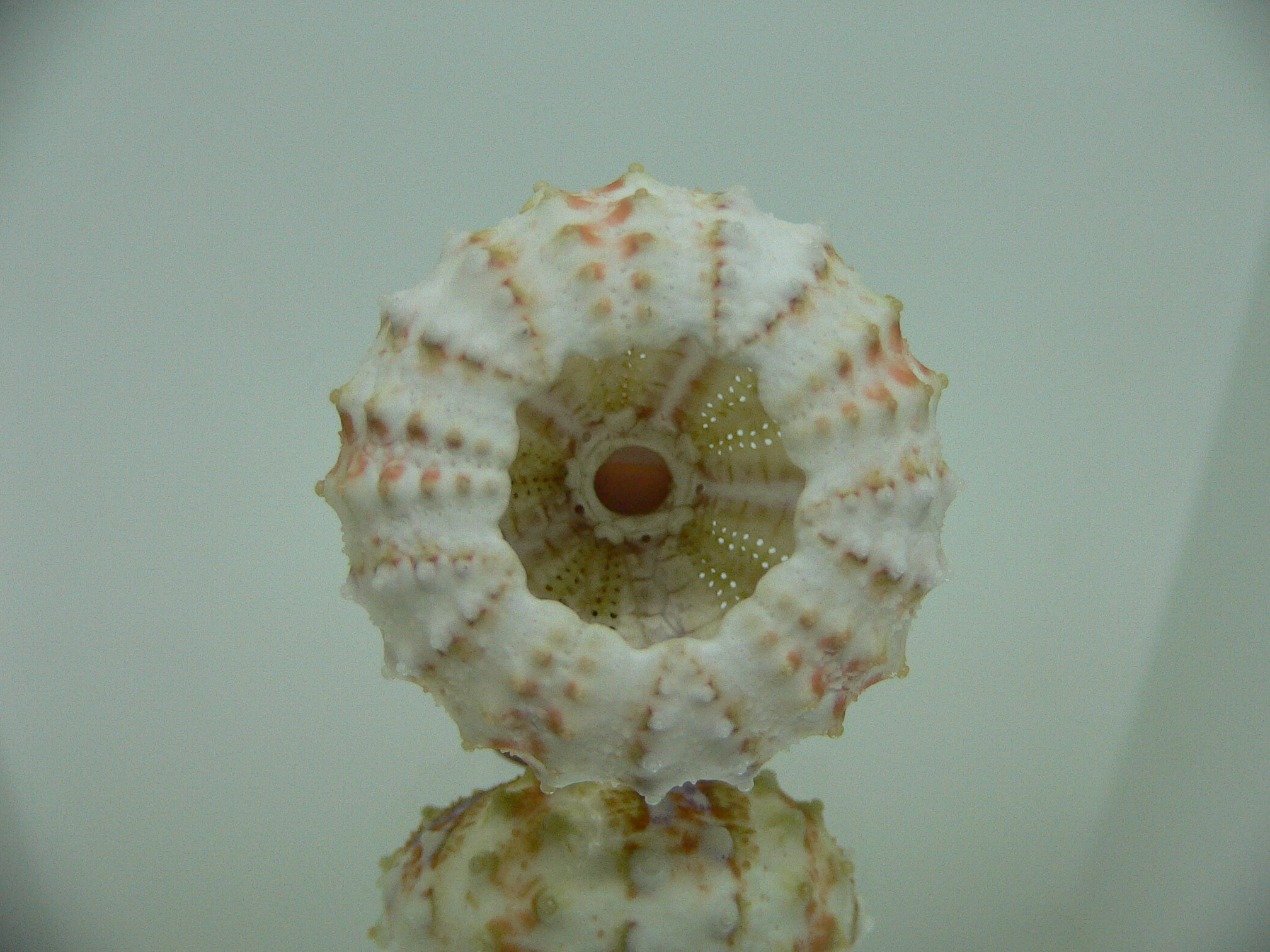 Coelopleurus maculatus COLOR