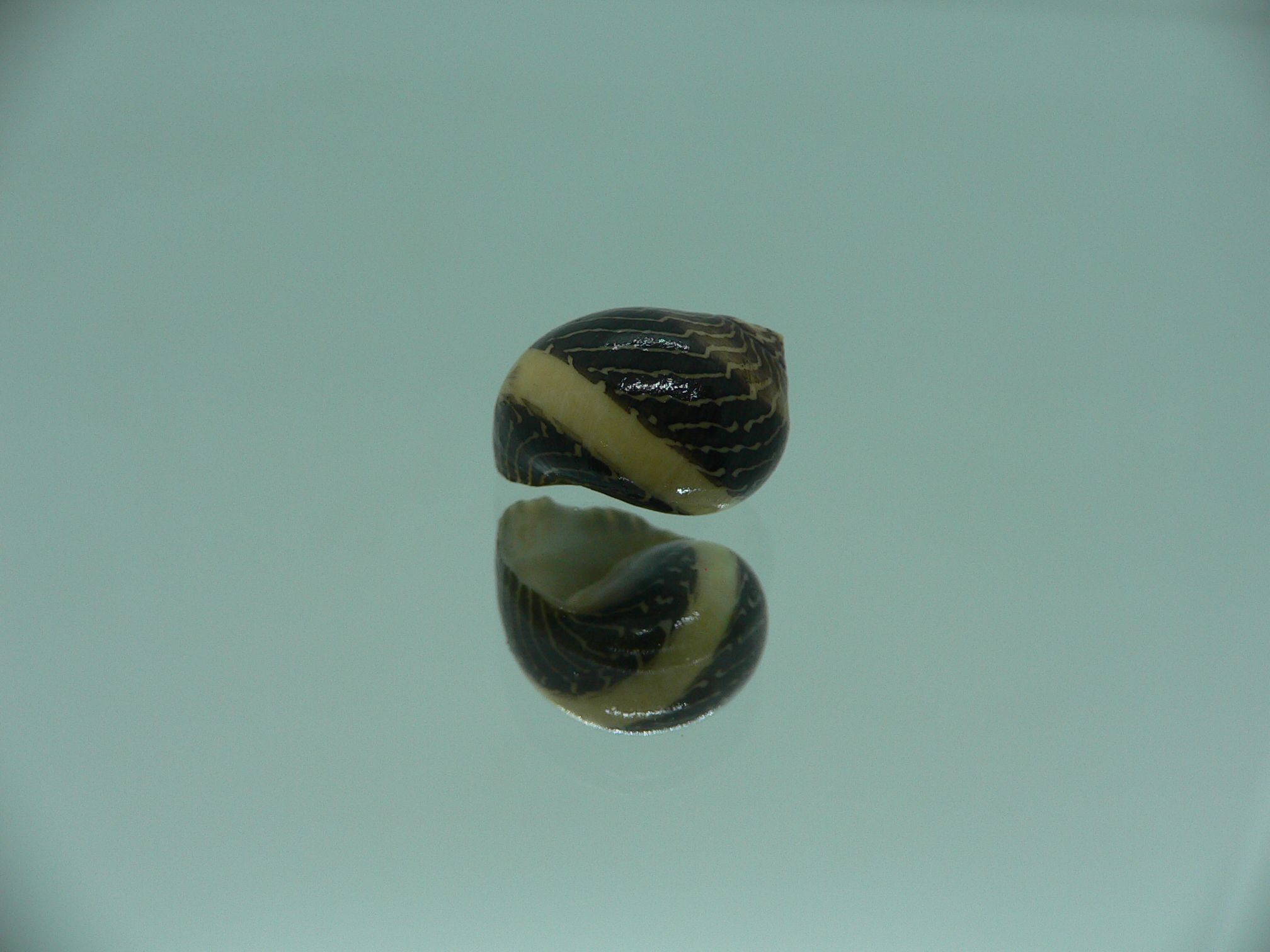 Neritina waigiensis BLACK & STRIP