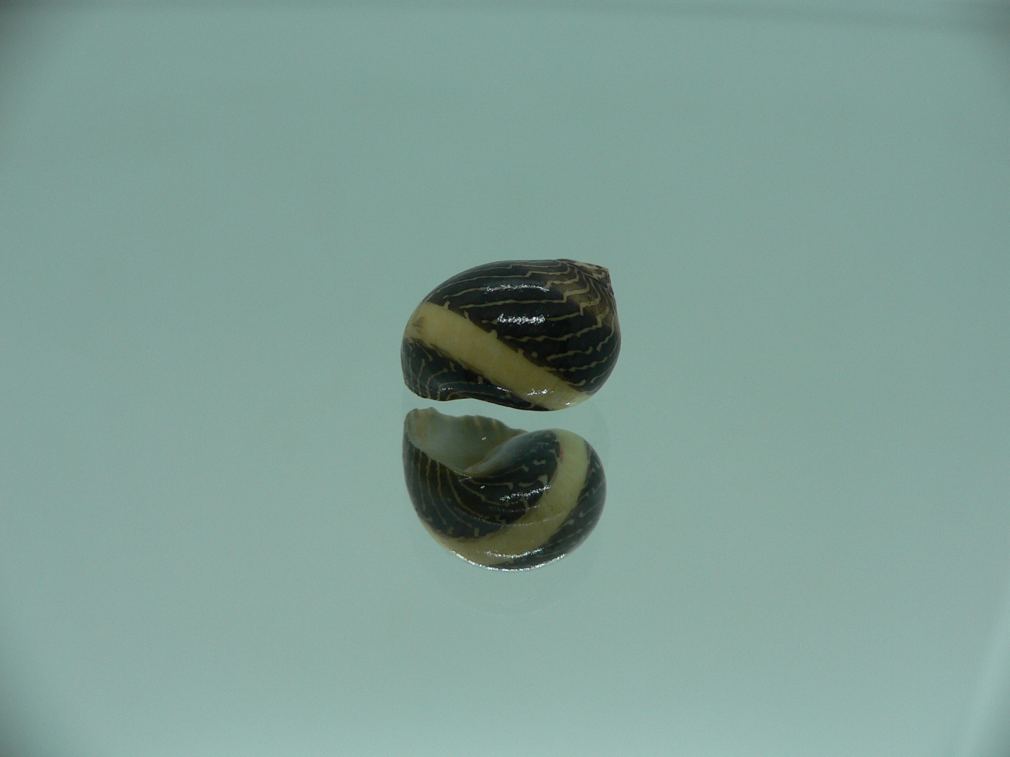 Neritina waigiensis BLACK & STRIP