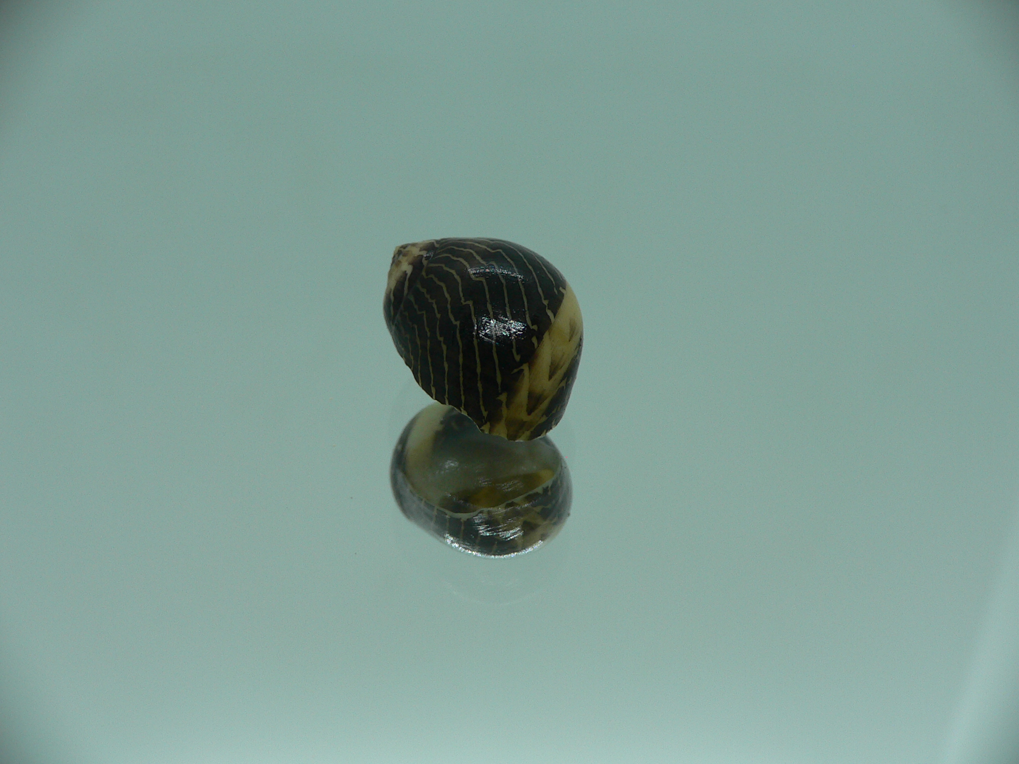 Neritina waigiensis BLACK & STRIP