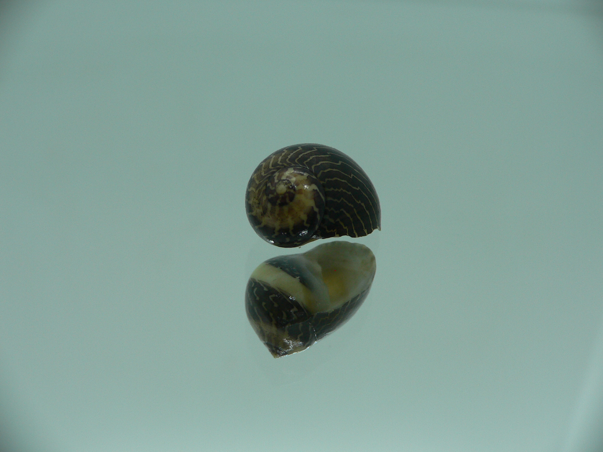 Neritina waigiensis BLACK & STRIP