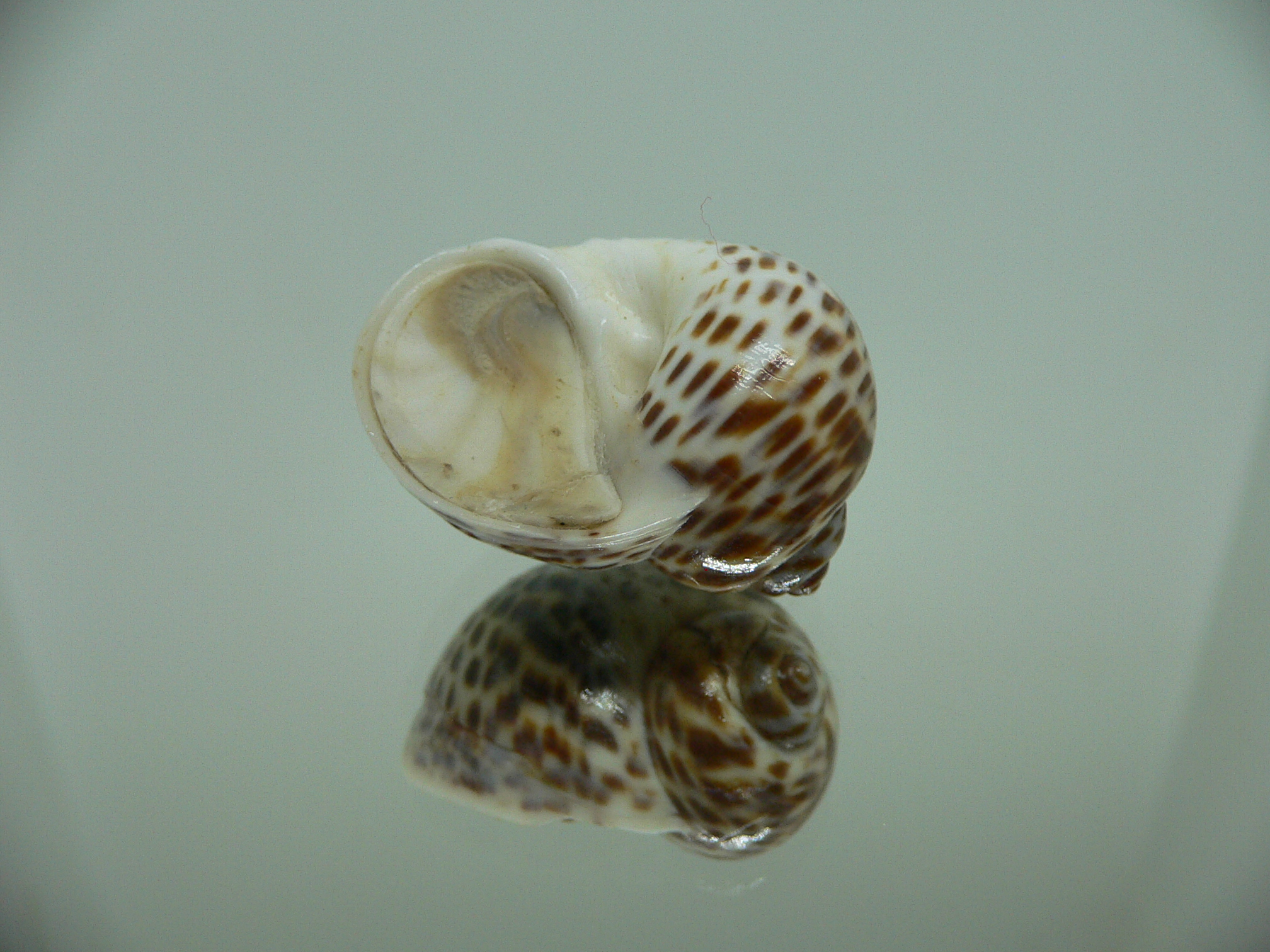 Notocochlis tigrina tigrina LIGHT PHYTON