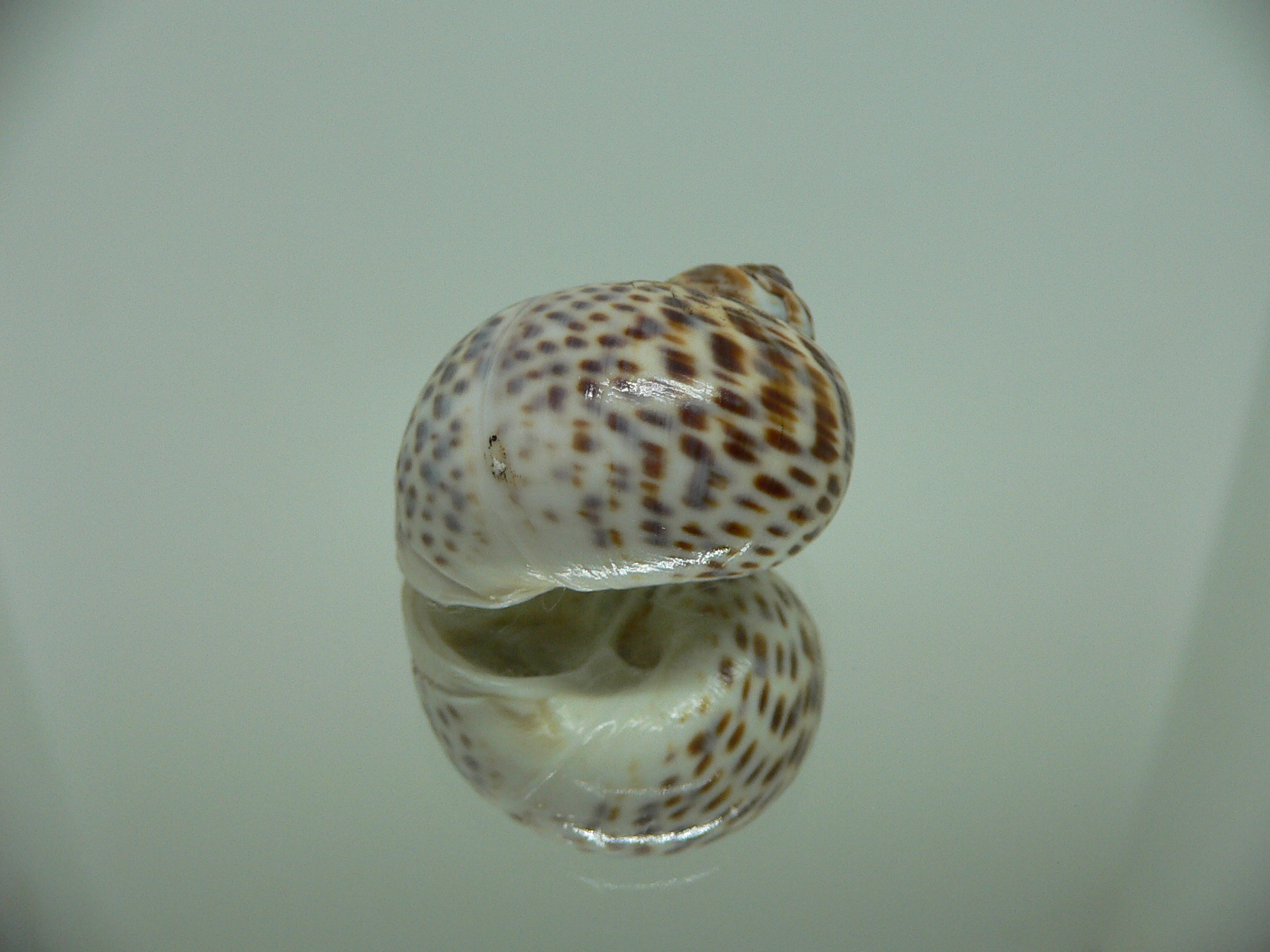 Notocochlis tigrina tigrina LIGHT PHYTON