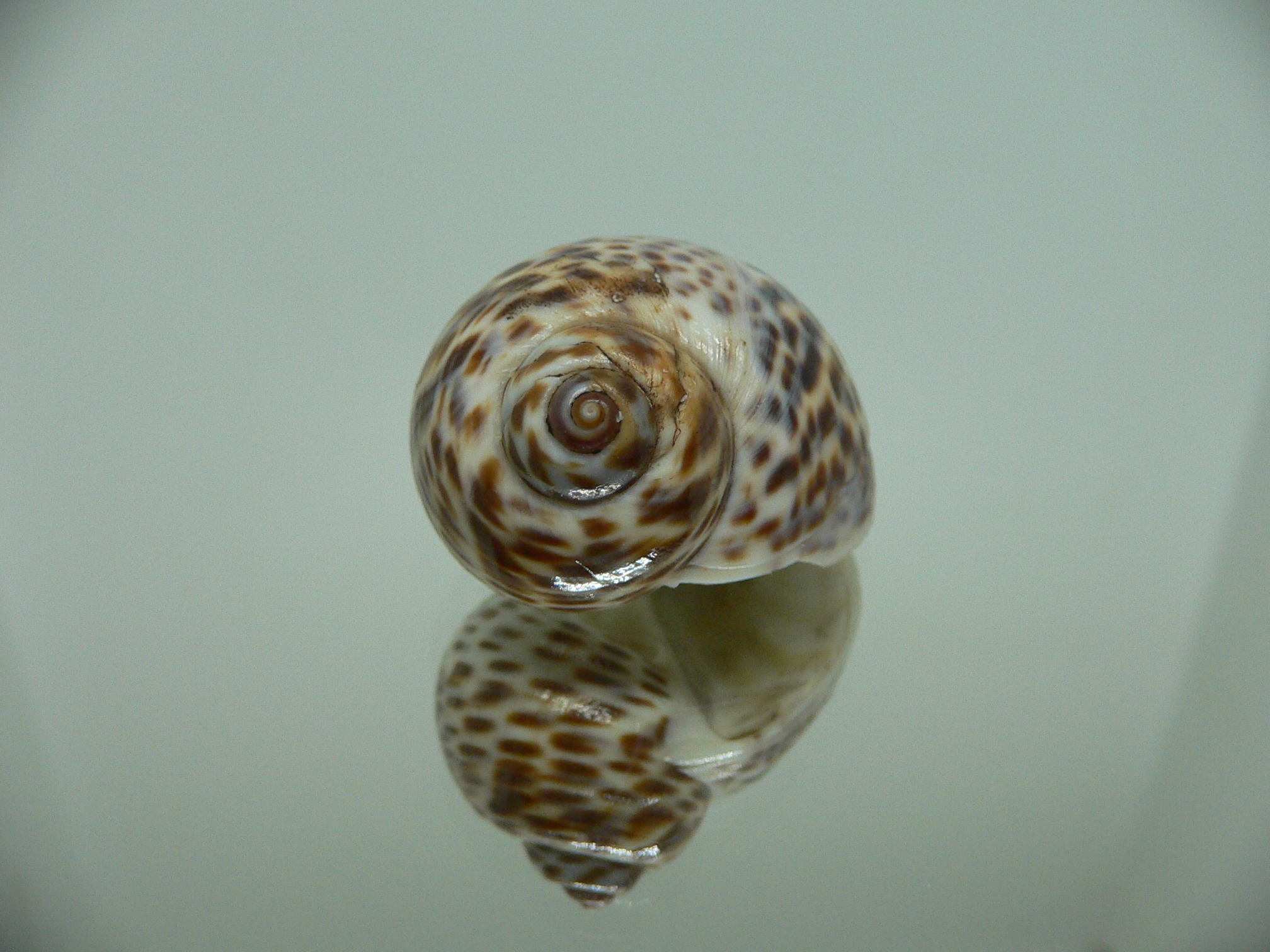 Notocochlis tigrina tigrina LIGHT PHYTON