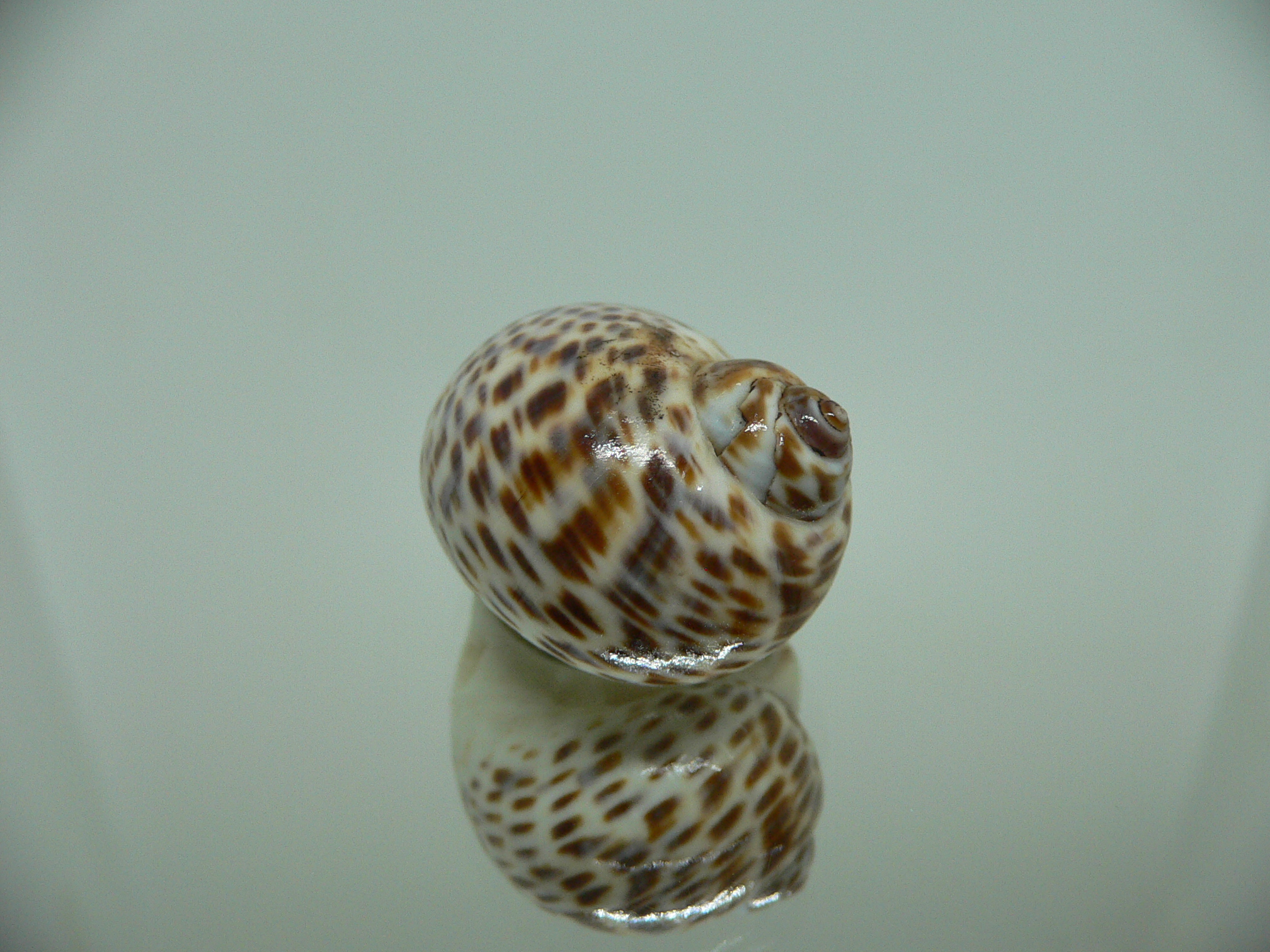 Notocochlis tigrina tigrina LIGHT PHYTON