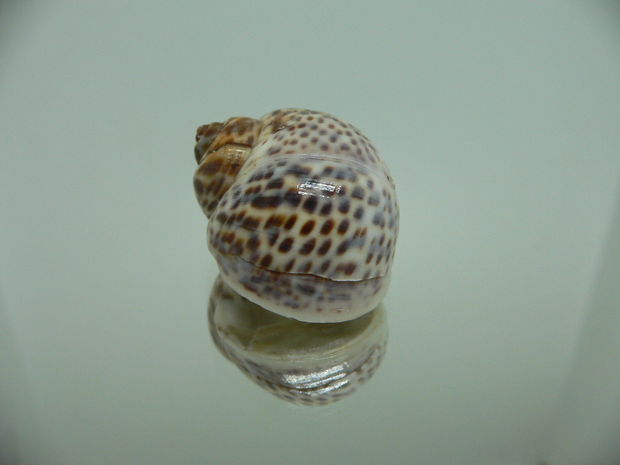 Notocochlis tigrina tigrina LIGHT PHYTON