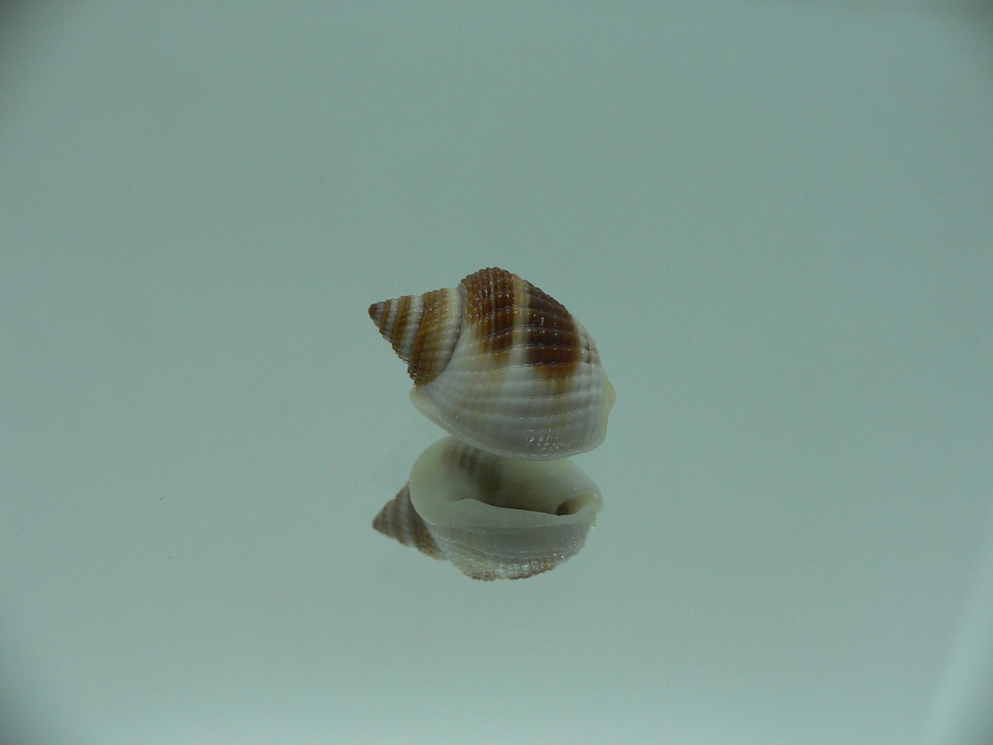 Nassarius elegantissimus BICOLOR