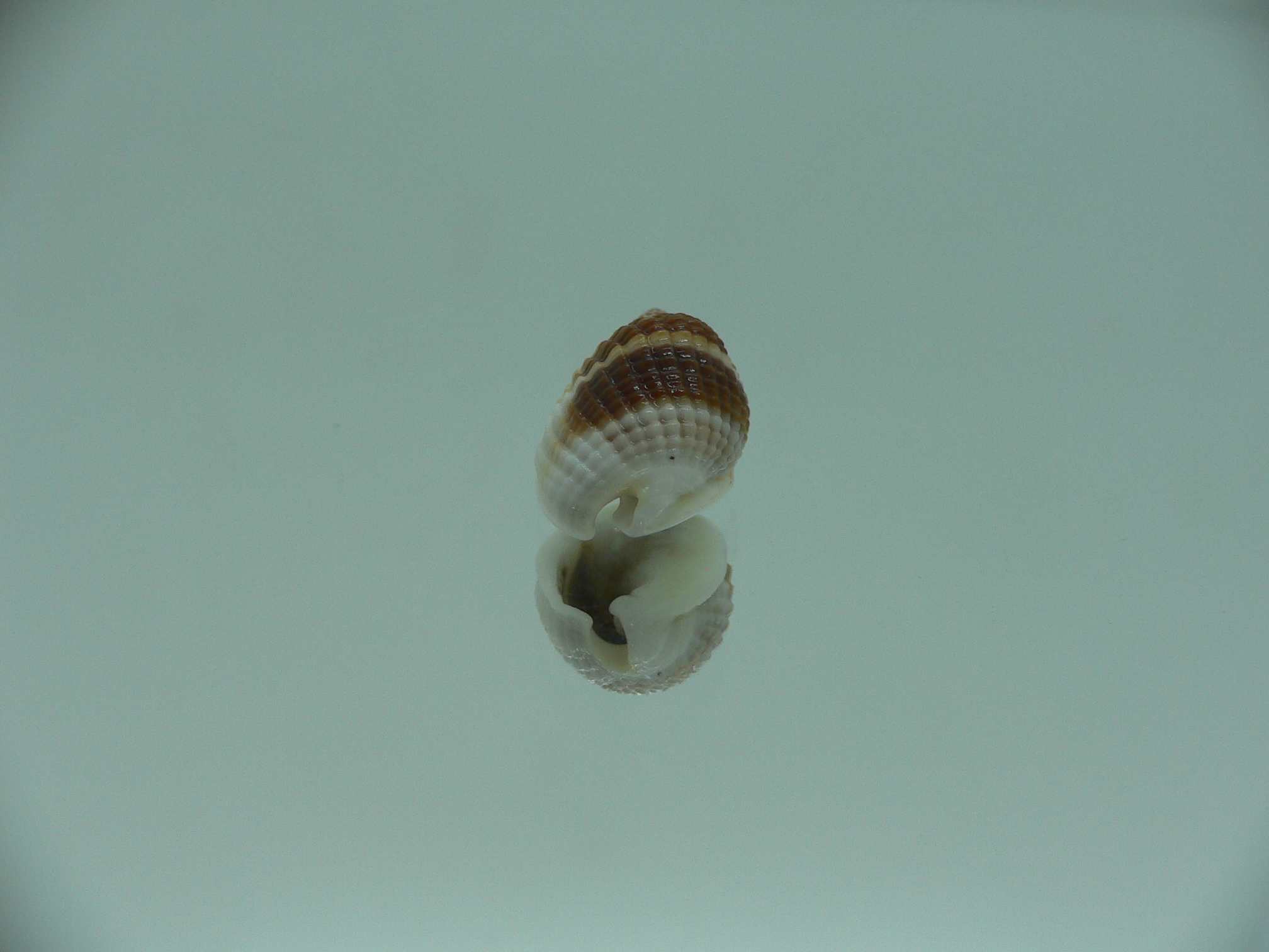 Nassarius elegantissimus BICOLOR