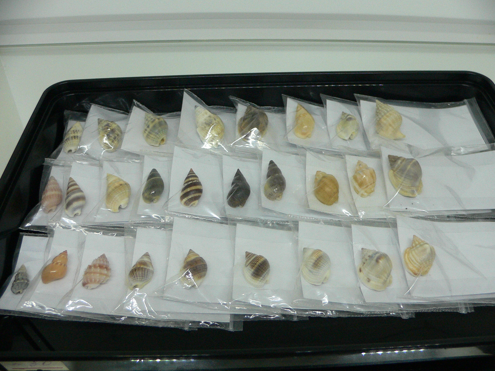 Nassarius elegantissimus BICOLOR