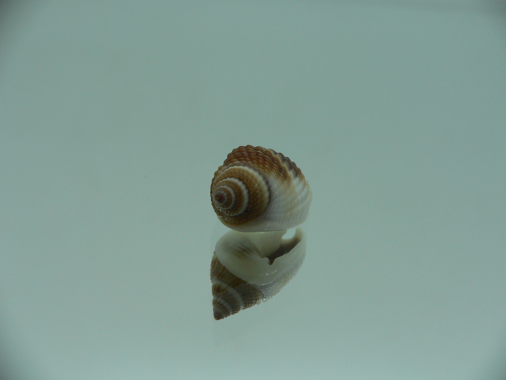 Nassarius elegantissimus BICOLOR