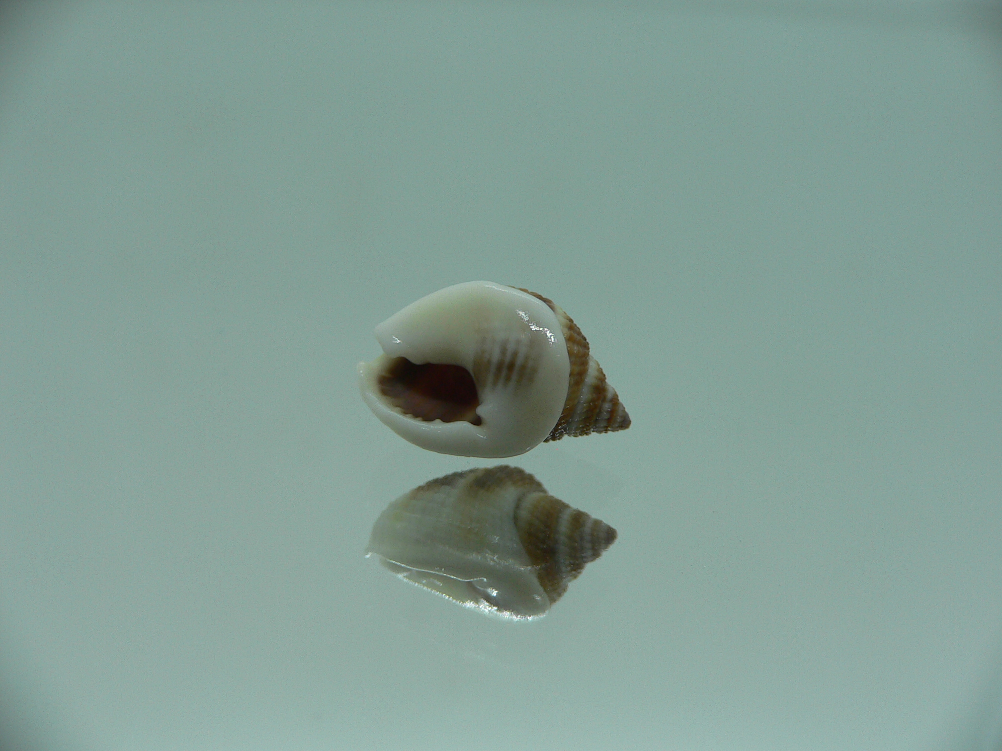 Nassarius elegantissimus BICOLOR