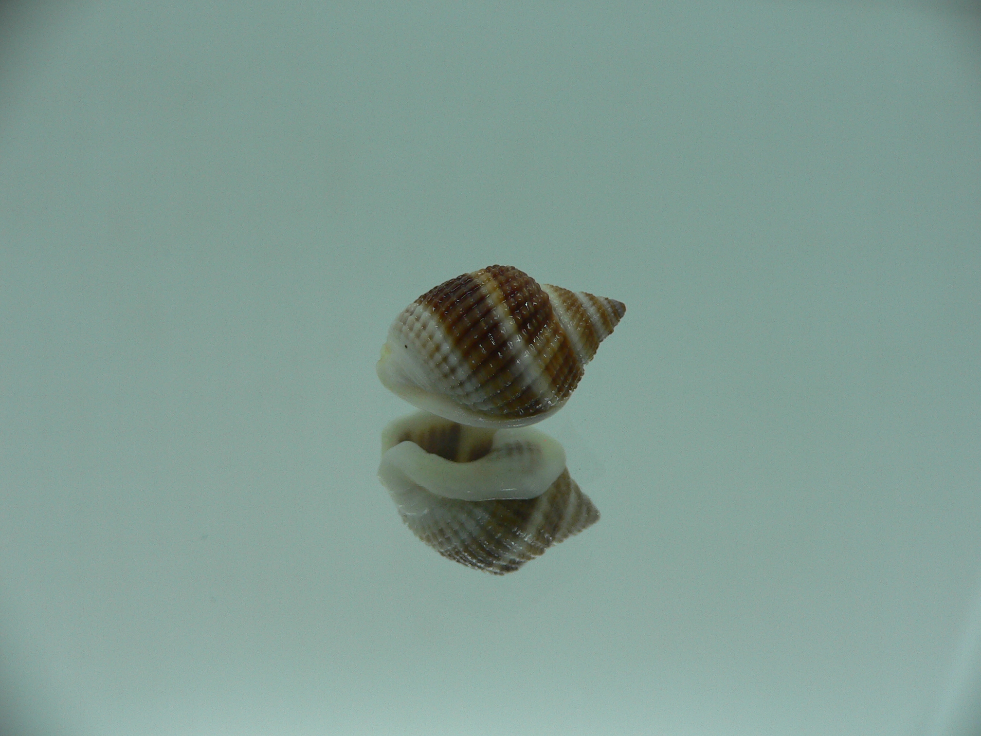 Nassarius elegantissimus BICOLOR