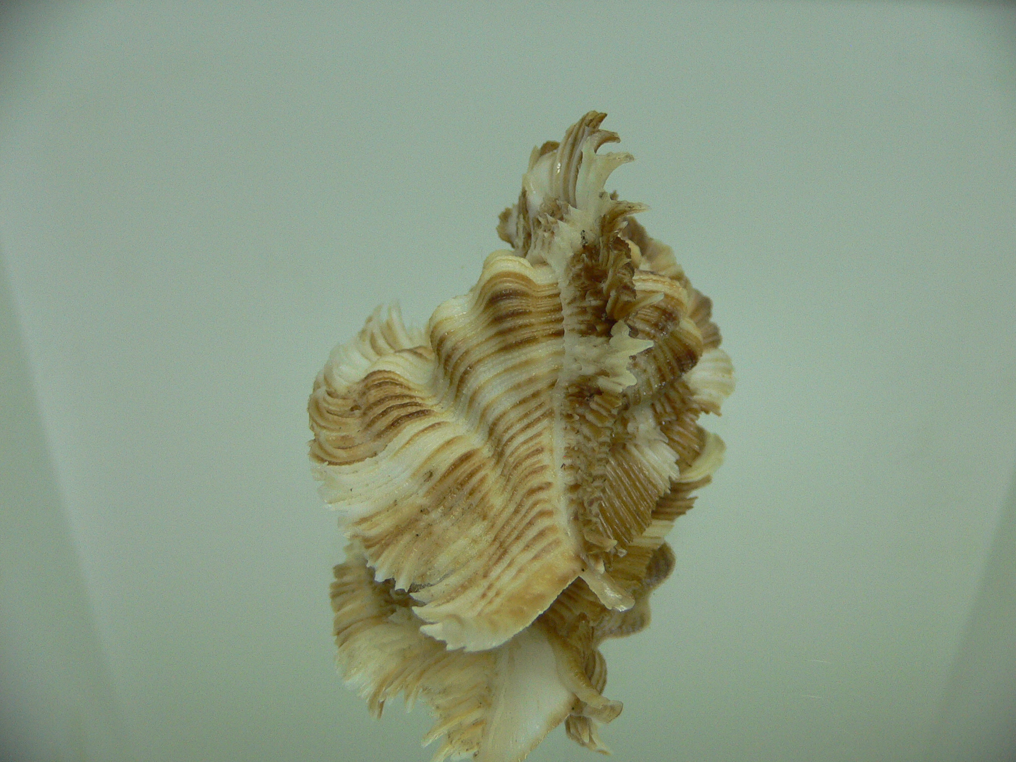 Chicoreus miyokoae ELONGATE
