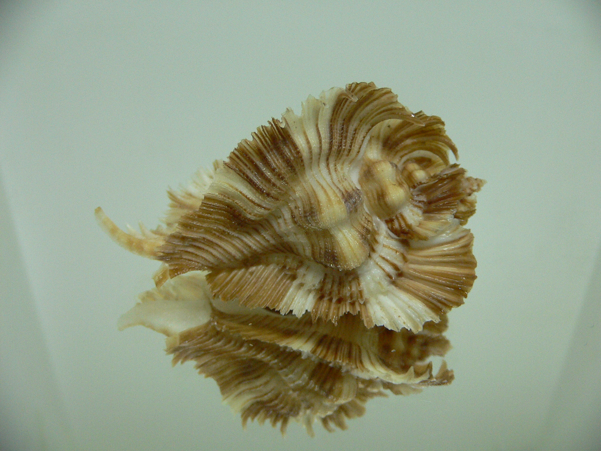 Chicoreus miyokoae ELONGATE