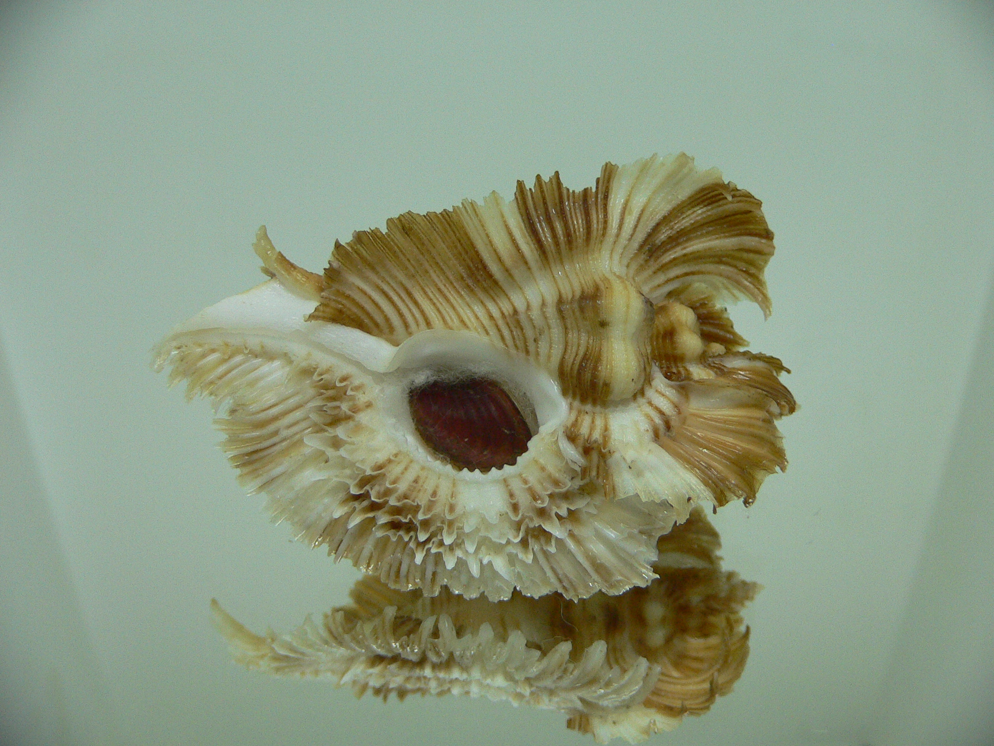 Chicoreus miyokoae ELONGATE