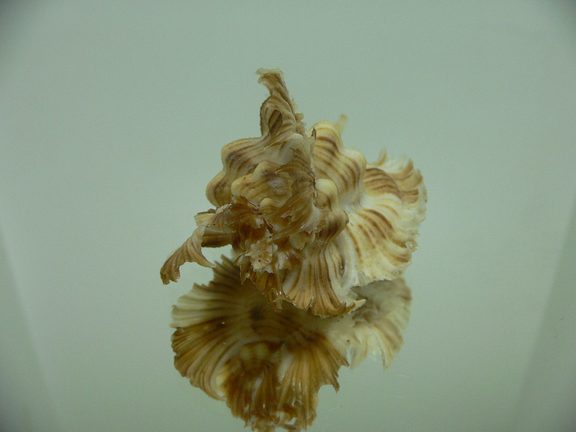 Chicoreus miyokoae ELONGATE