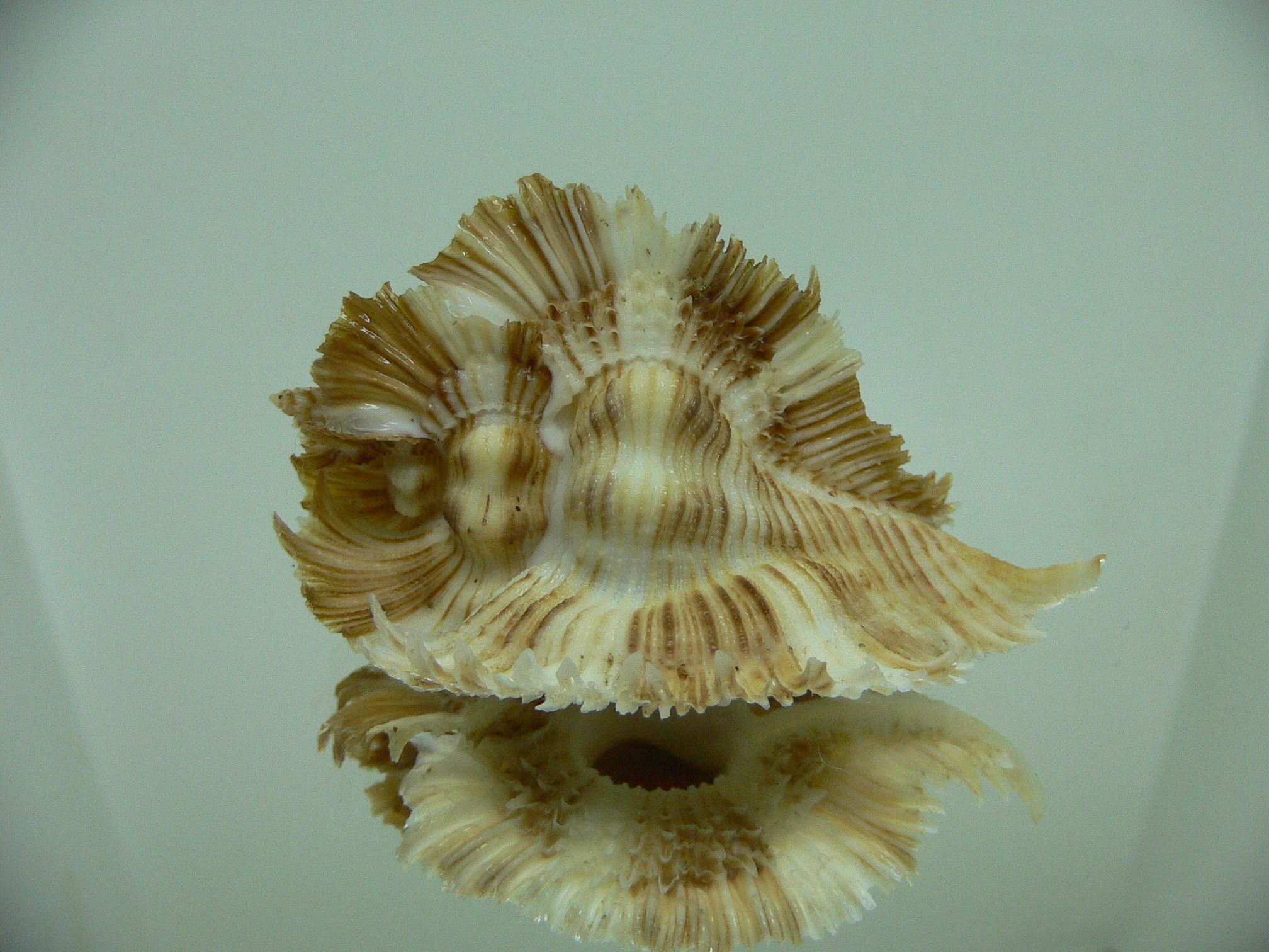 Chicoreus miyokoae ELONGATE