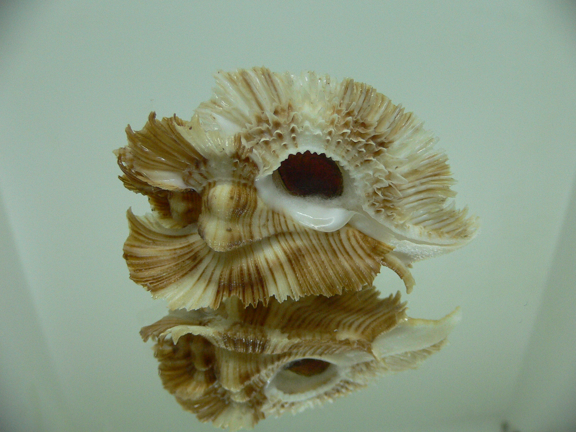Chicoreus miyokoae ELONGATE