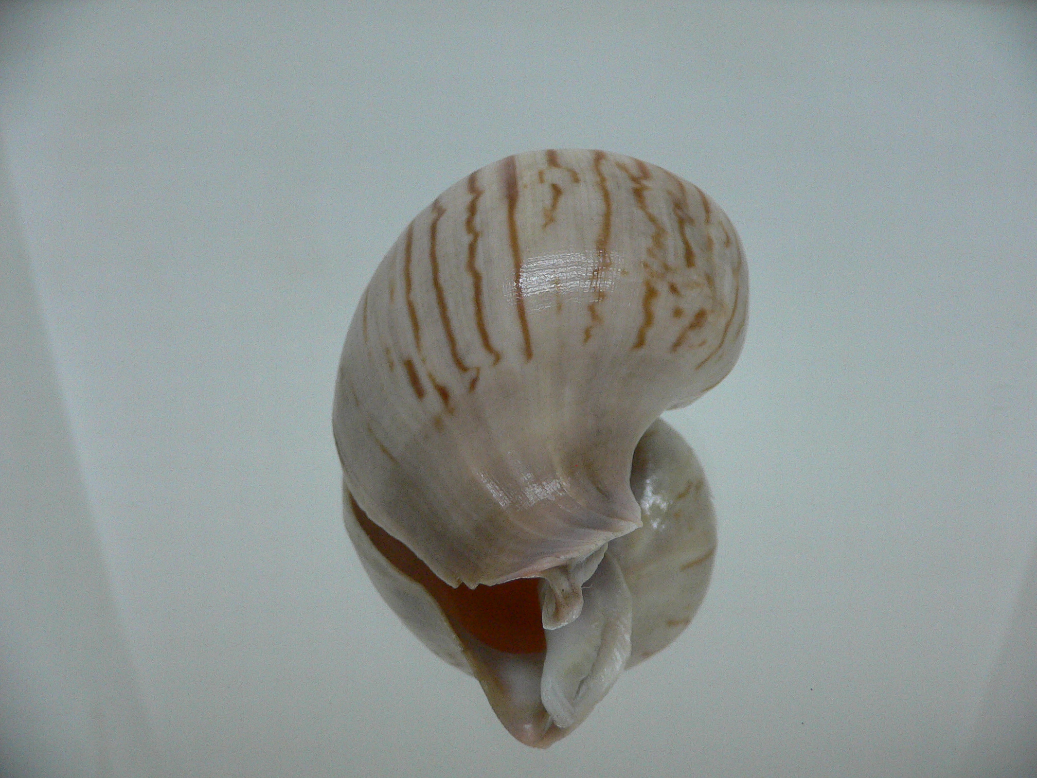 Melapium elatum RARE ENDEMIC & VERY BIG