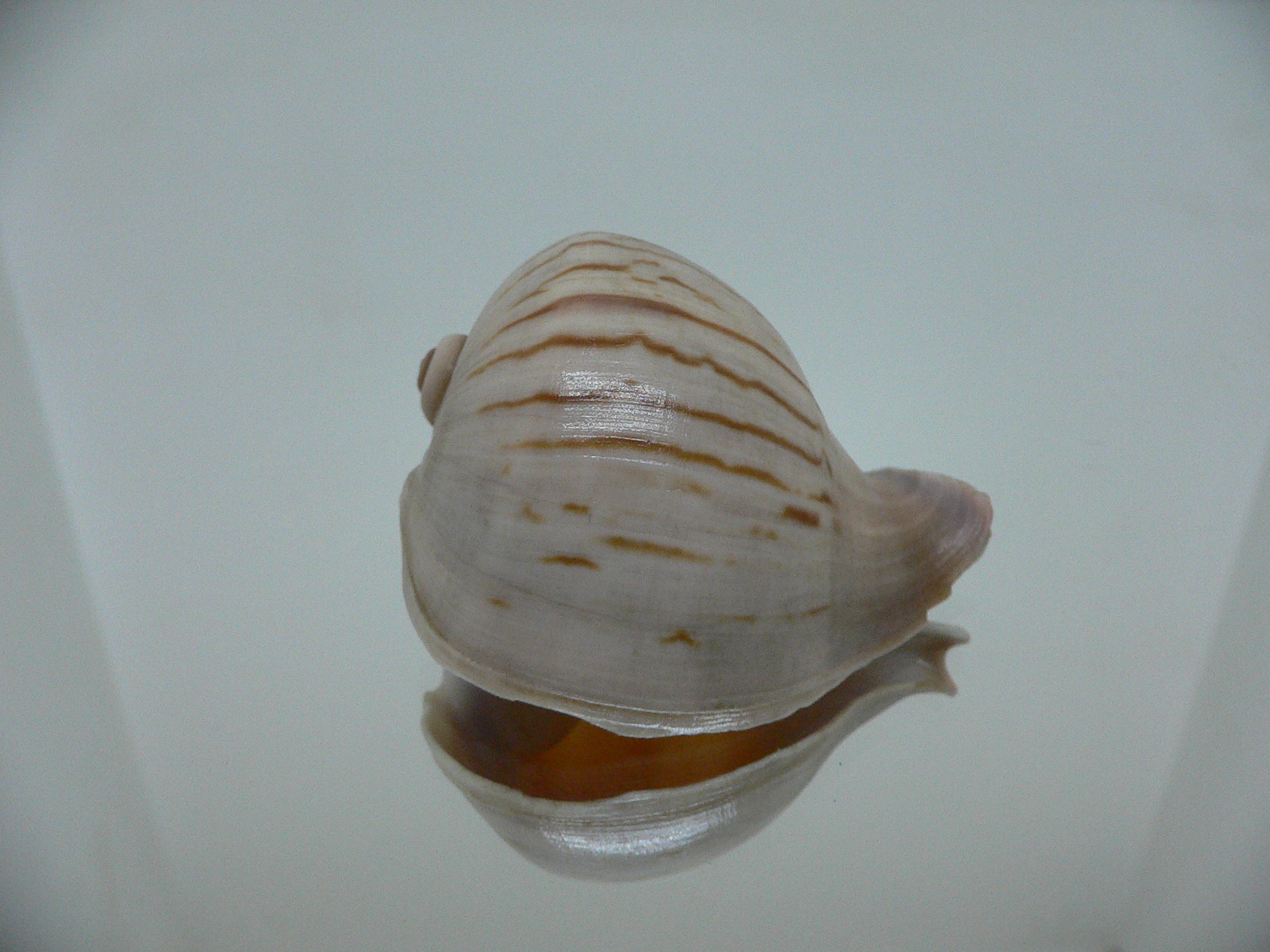 Melapium elatum RARE ENDEMIC & VERY BIG