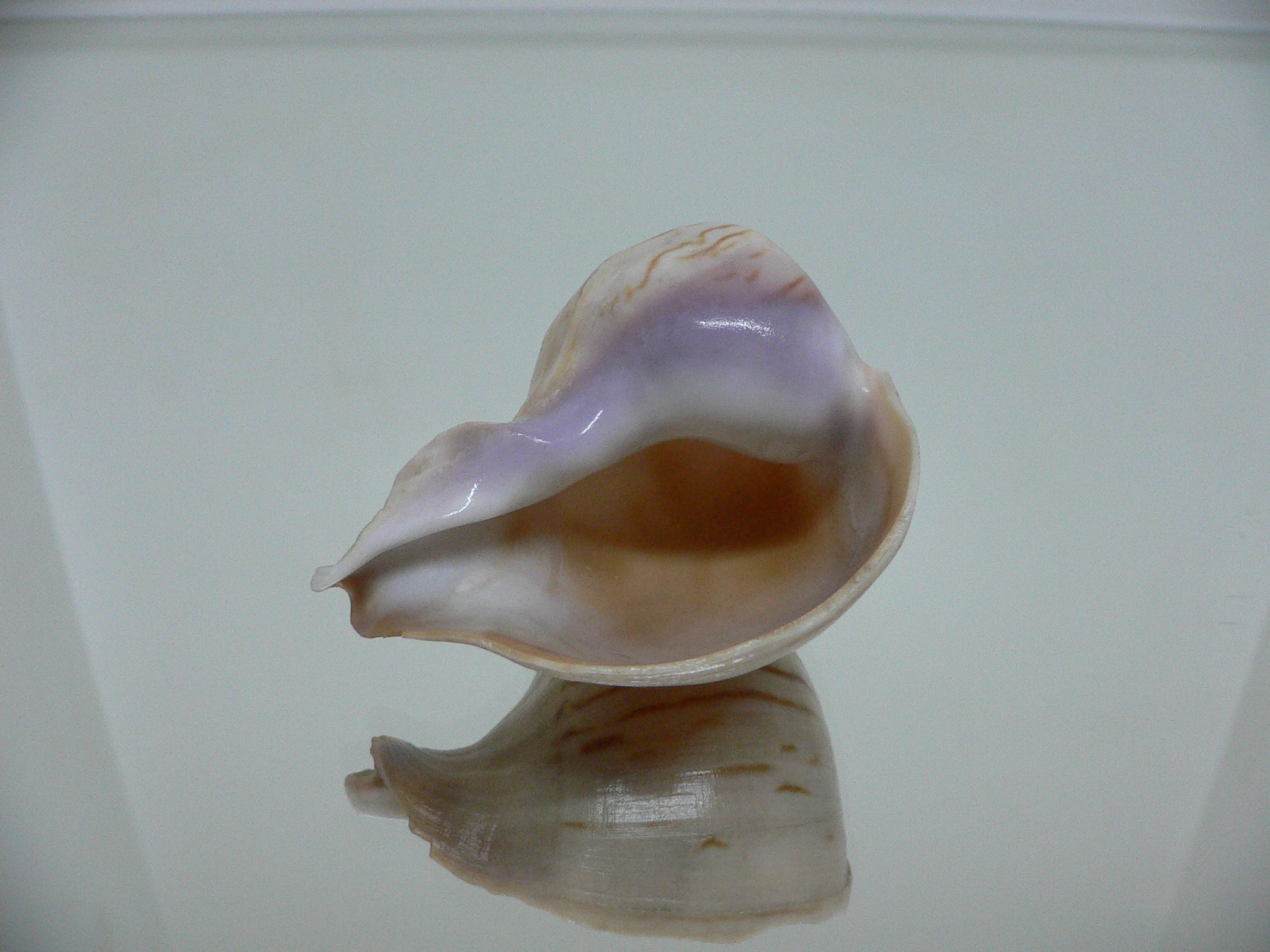 Melapium elatum RARE ENDEMIC & VERY BIG