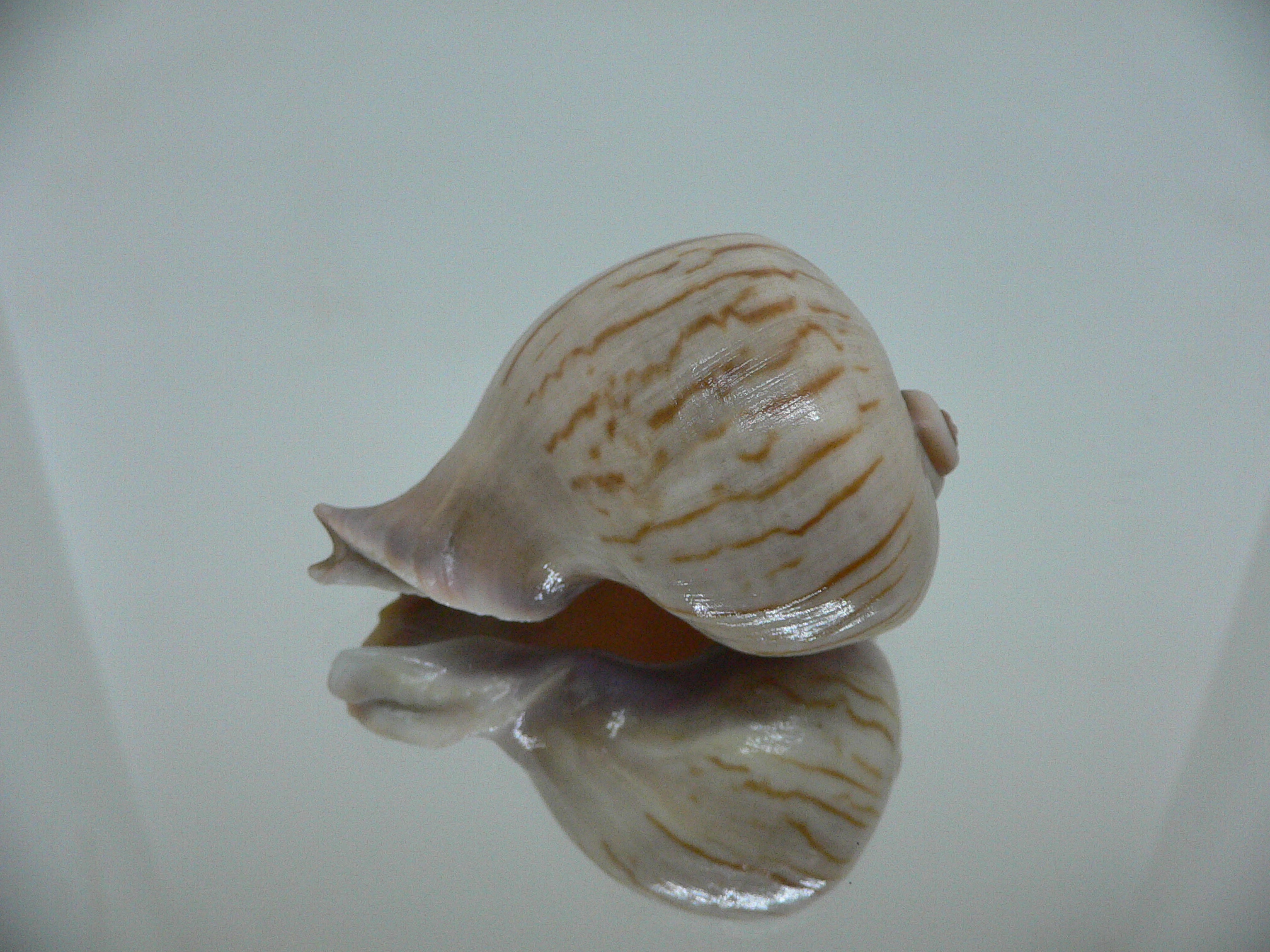 Melapium elatum RARE ENDEMIC & VERY BIG