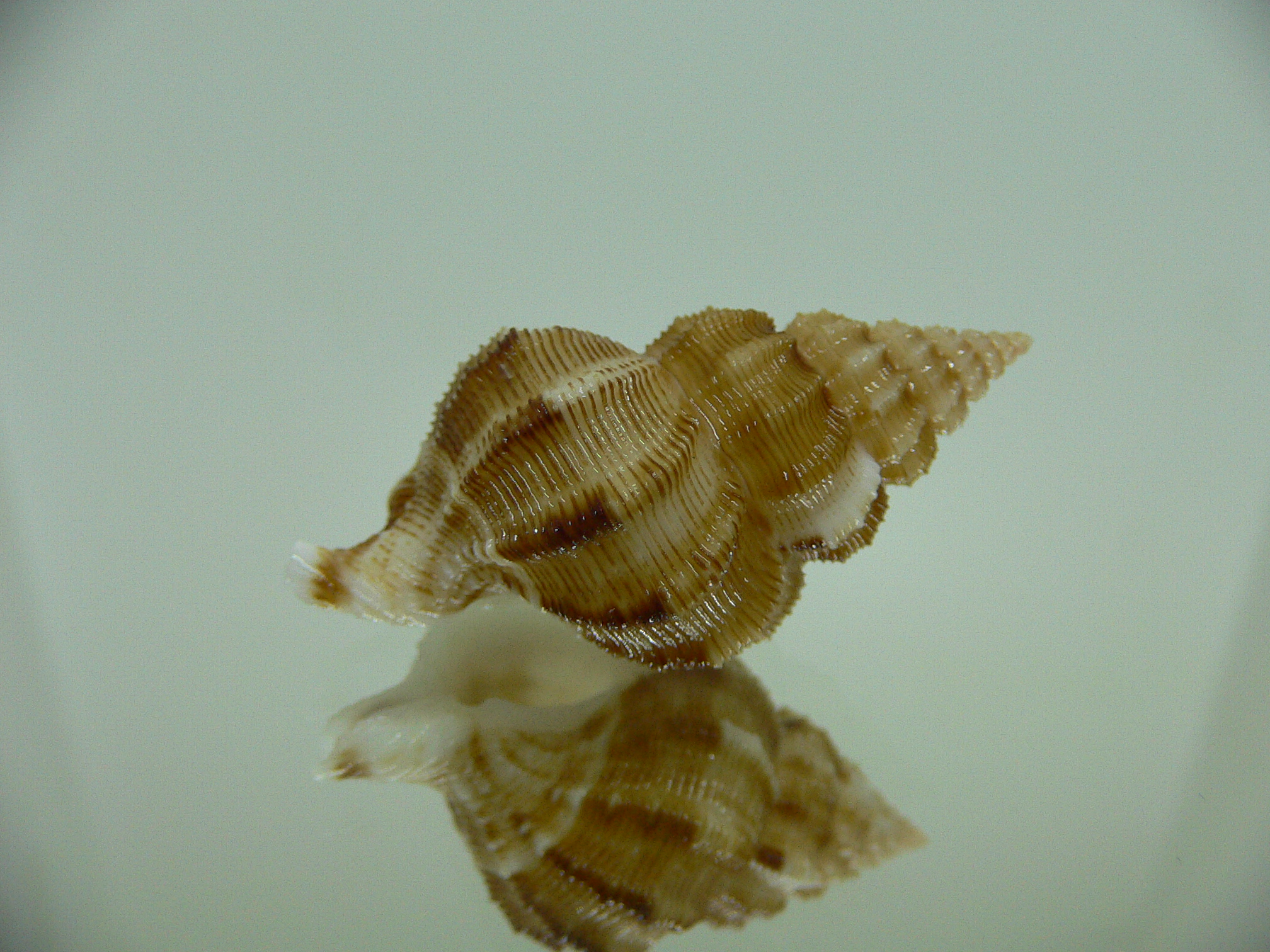 Nassaria recurva VERY BIG