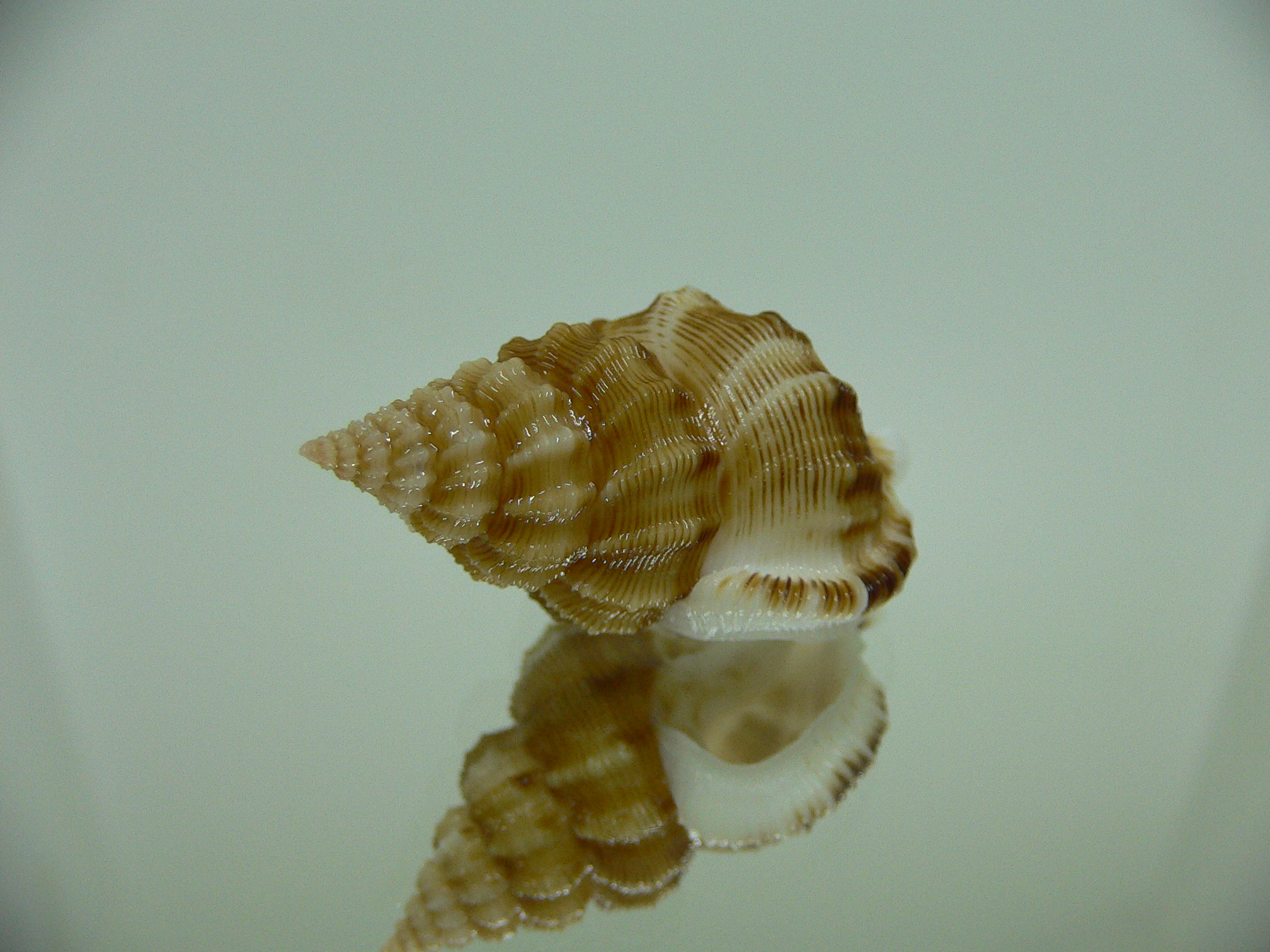 Nassaria recurva VERY BIG