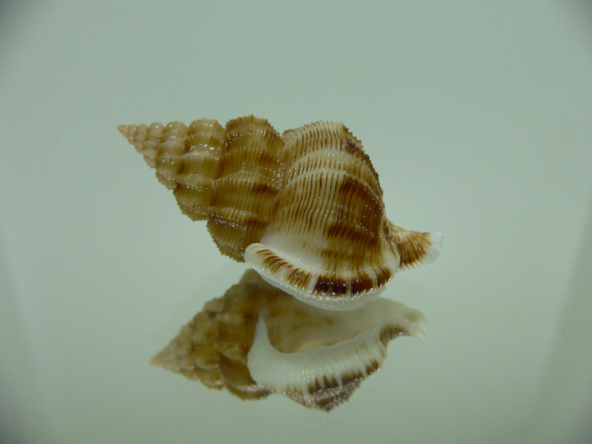 Nassaria recurva VERY BIG