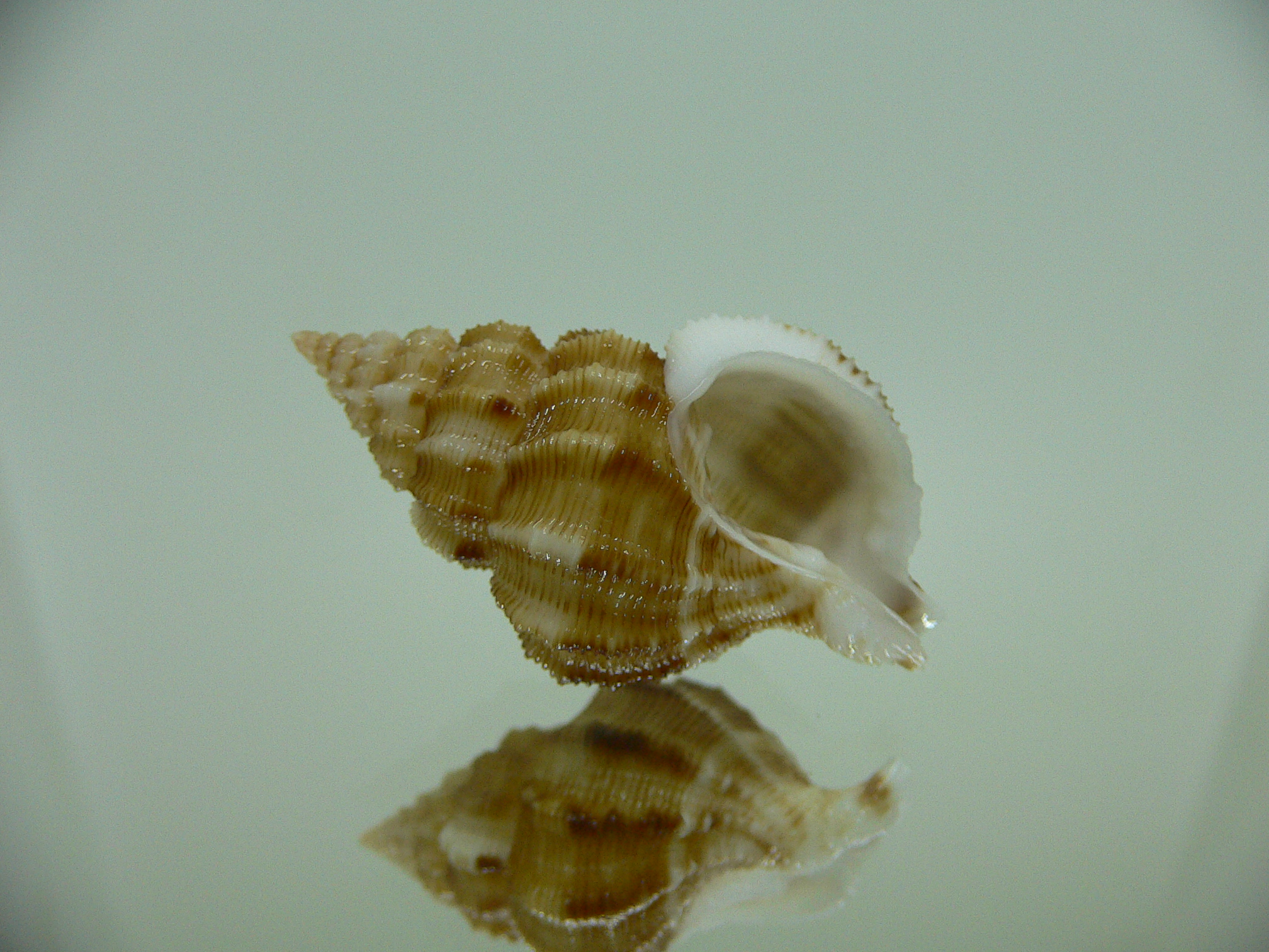 Nassaria recurva VERY BIG