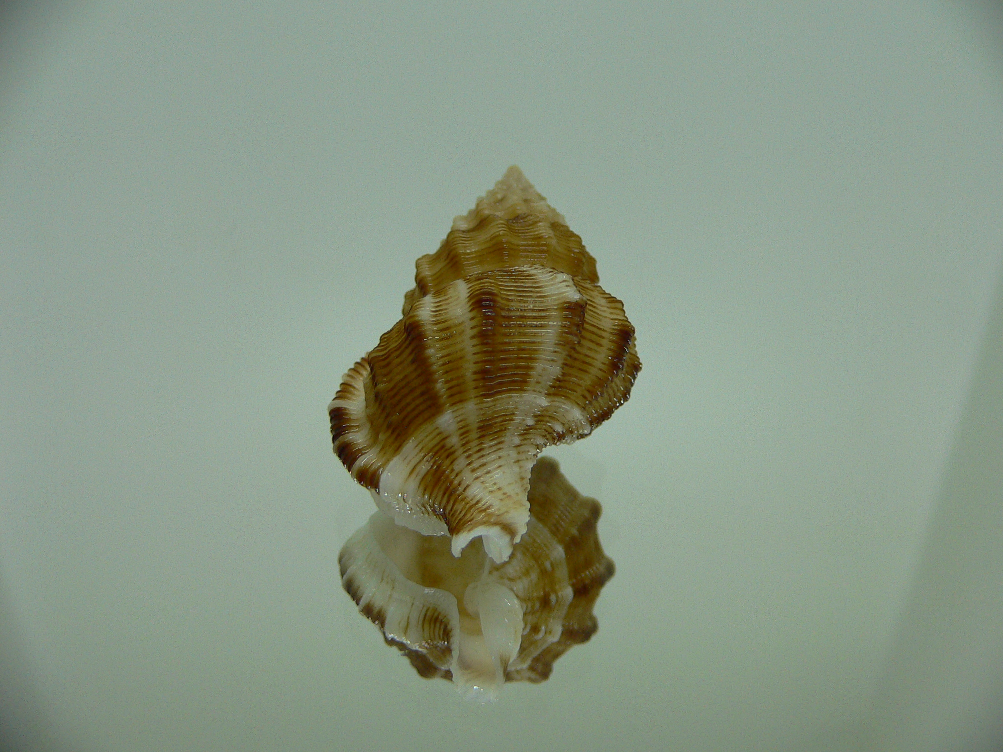 Nassaria recurva VERY BIG