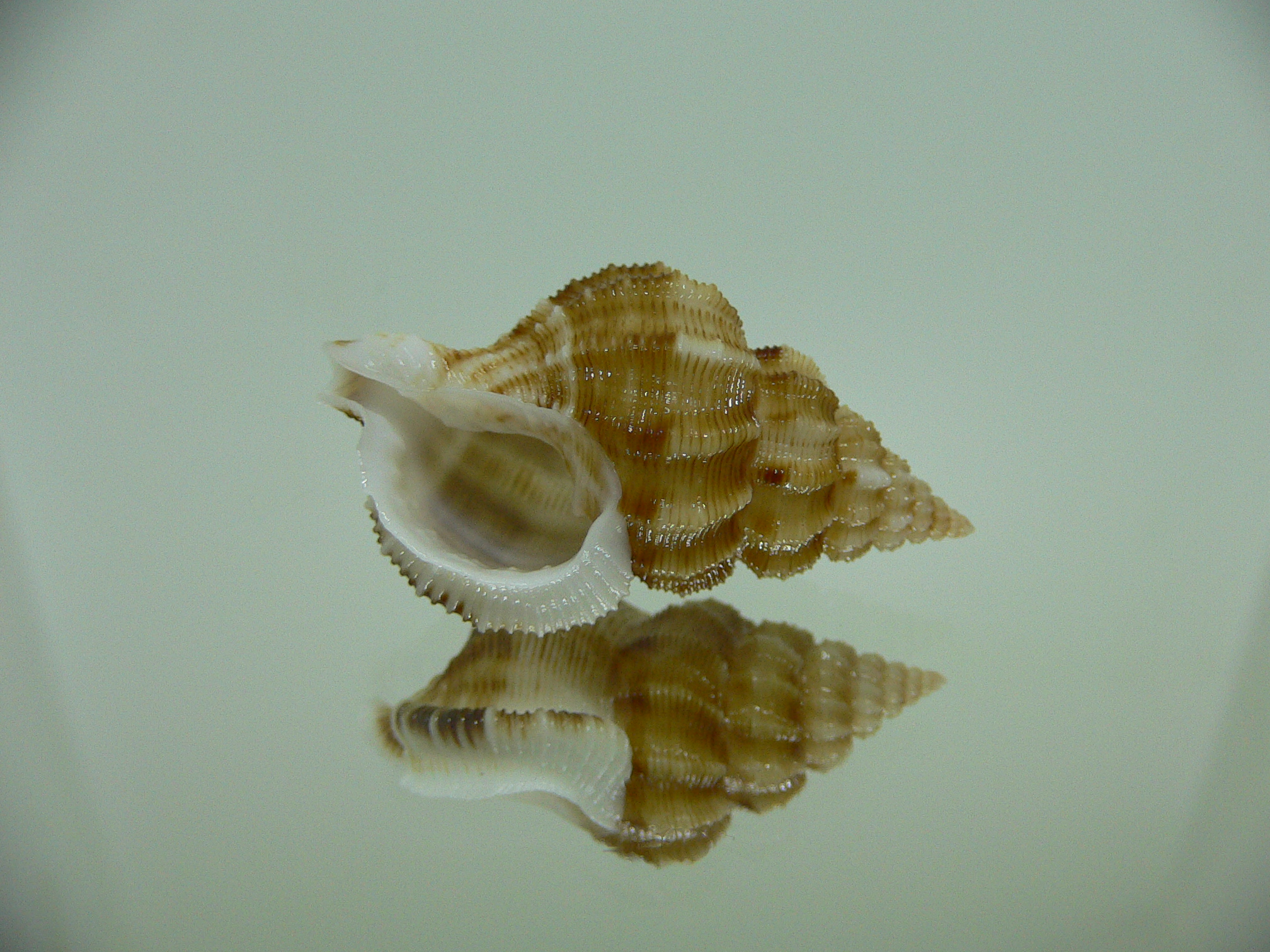 Nassaria recurva VERY BIG