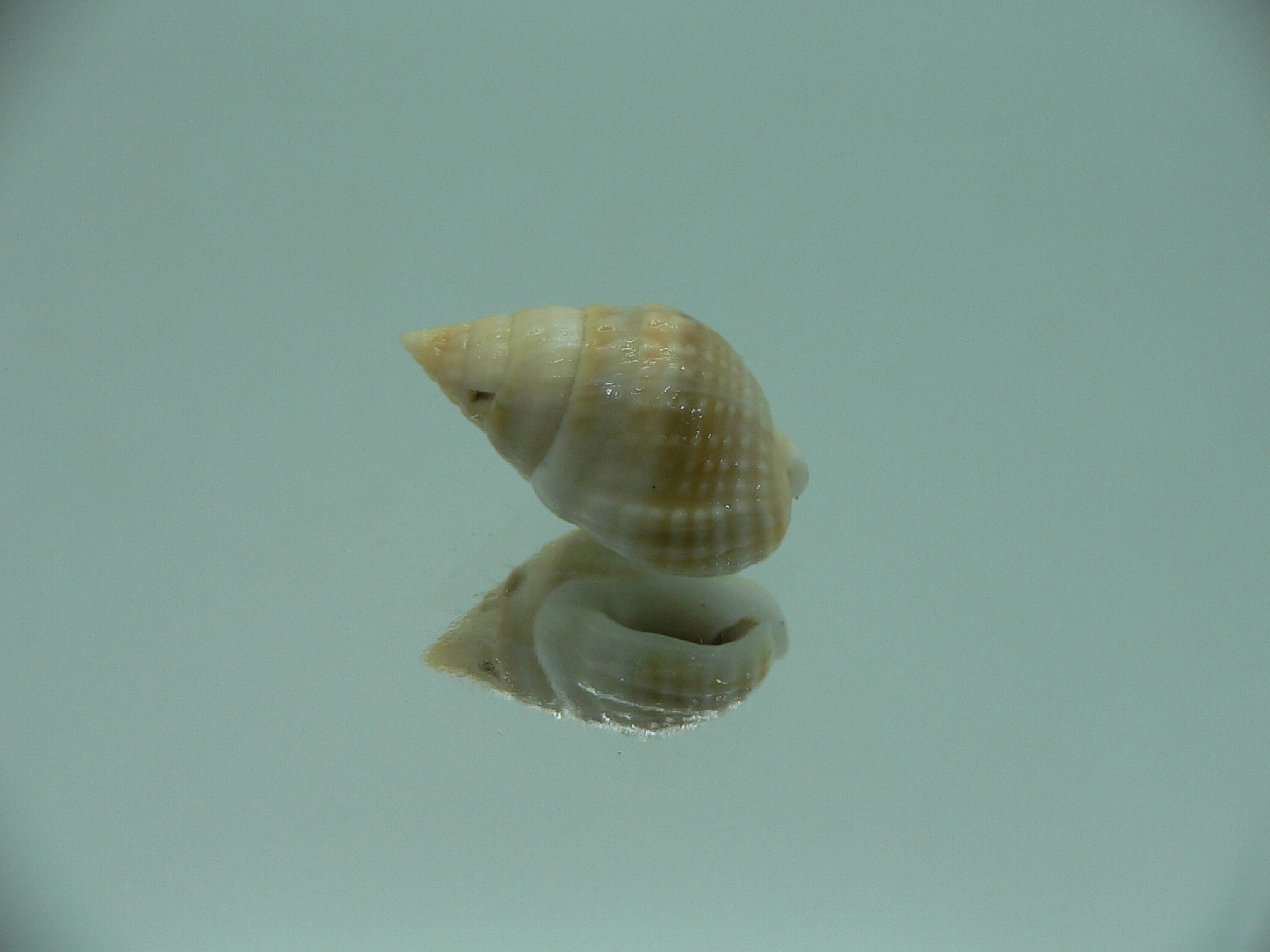 Nassarius semiculcatus