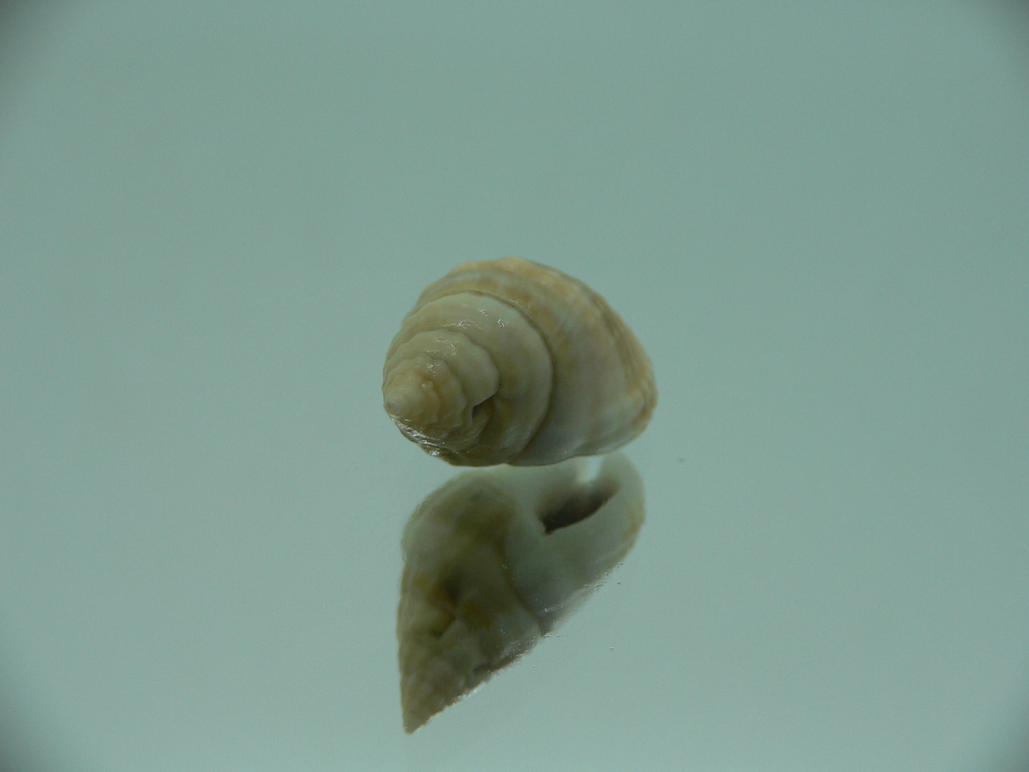 Nassarius semiculcatus