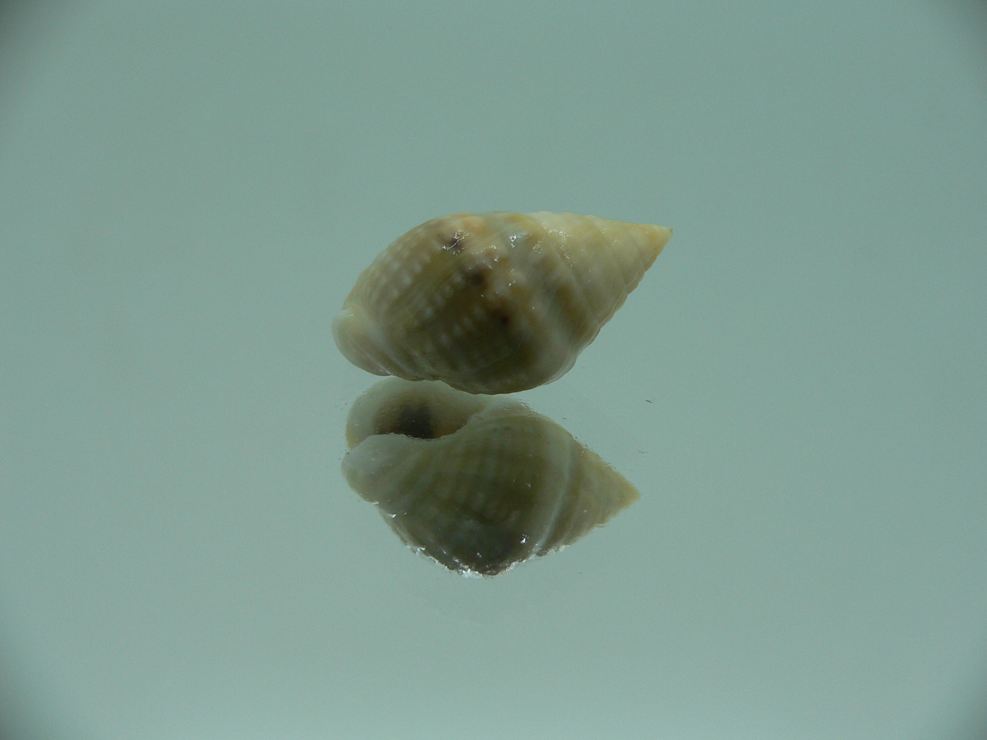 Nassarius semiculcatus