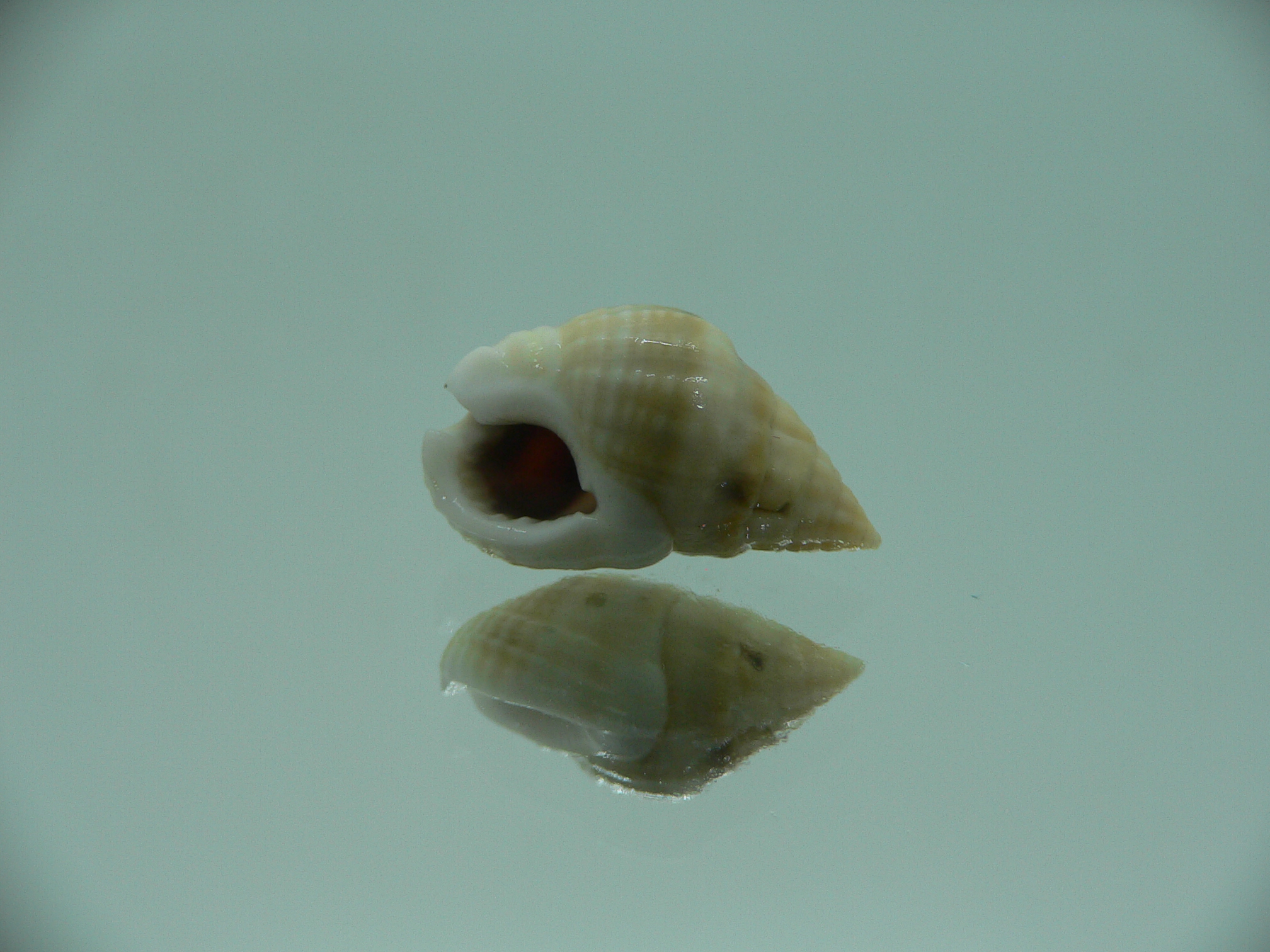 Nassarius semiculcatus